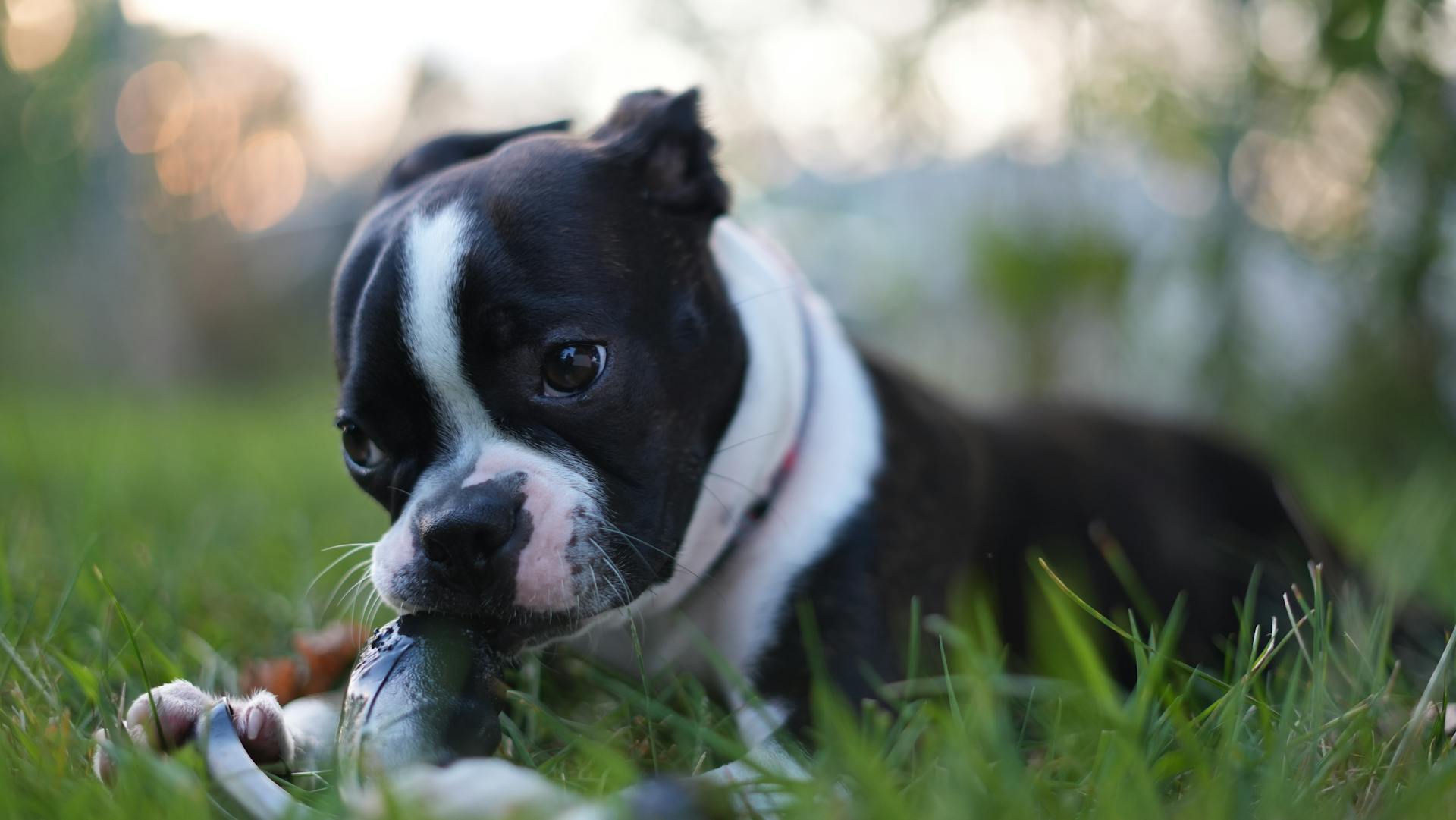 Boston terrier puppy