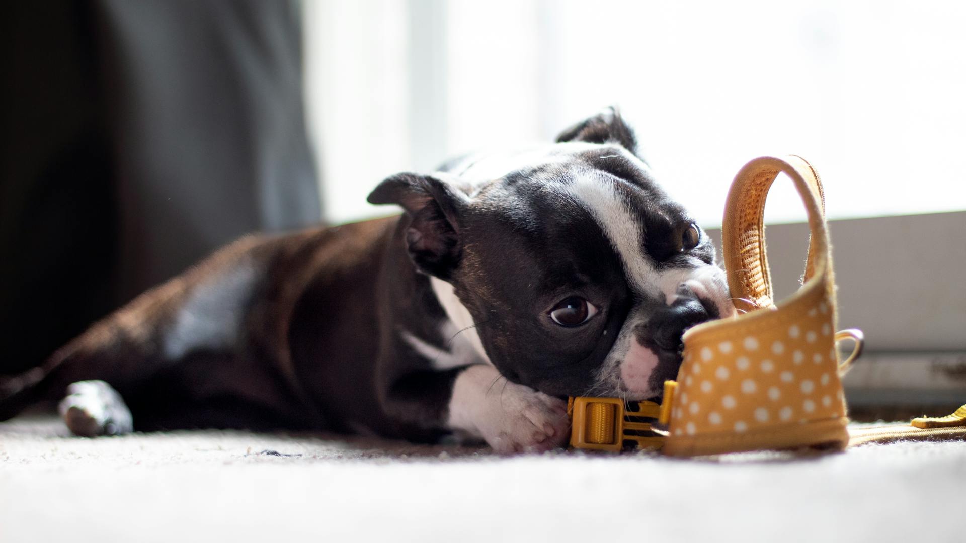 Boston terrier puppy