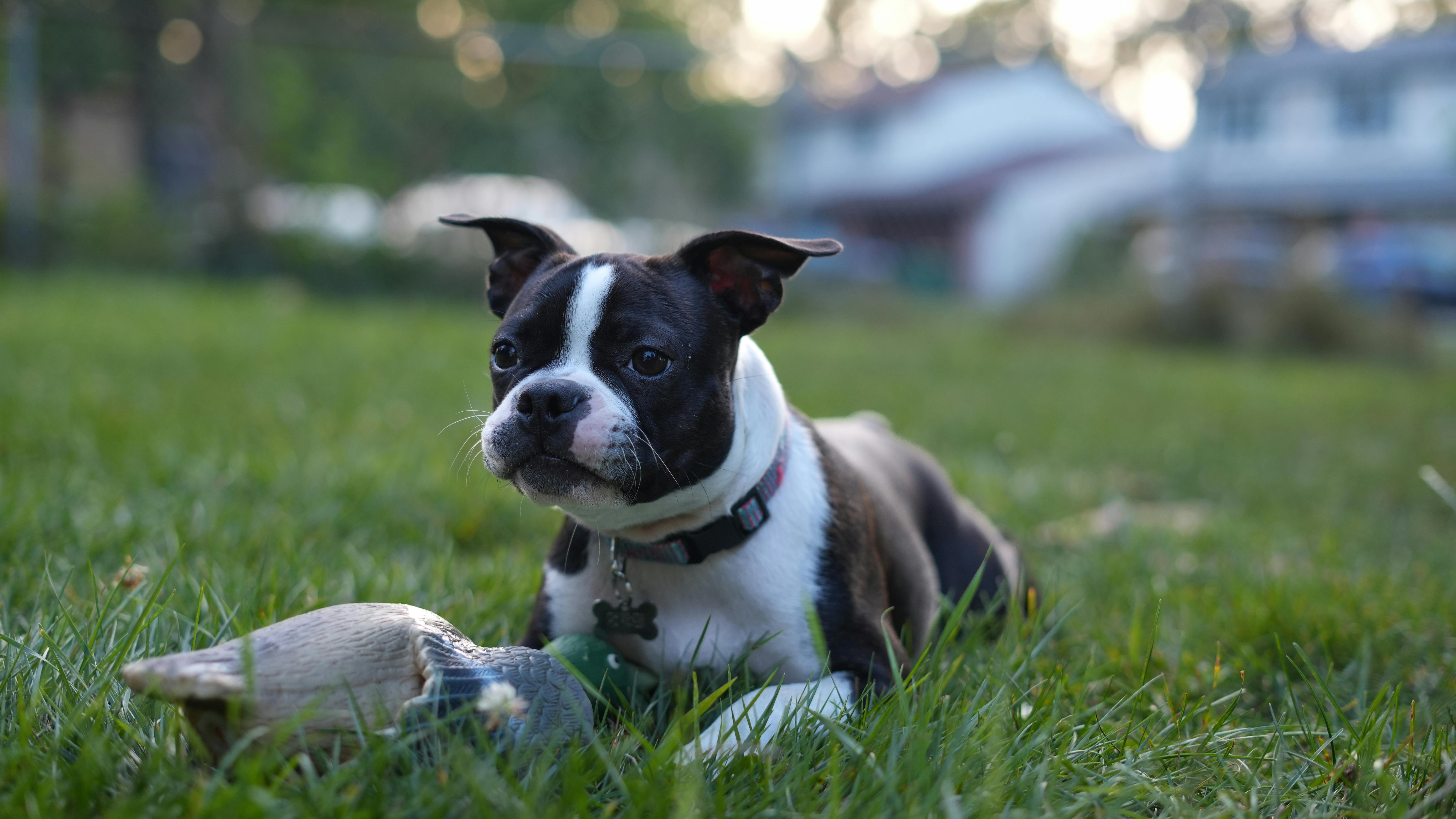 Boston terrier puppy