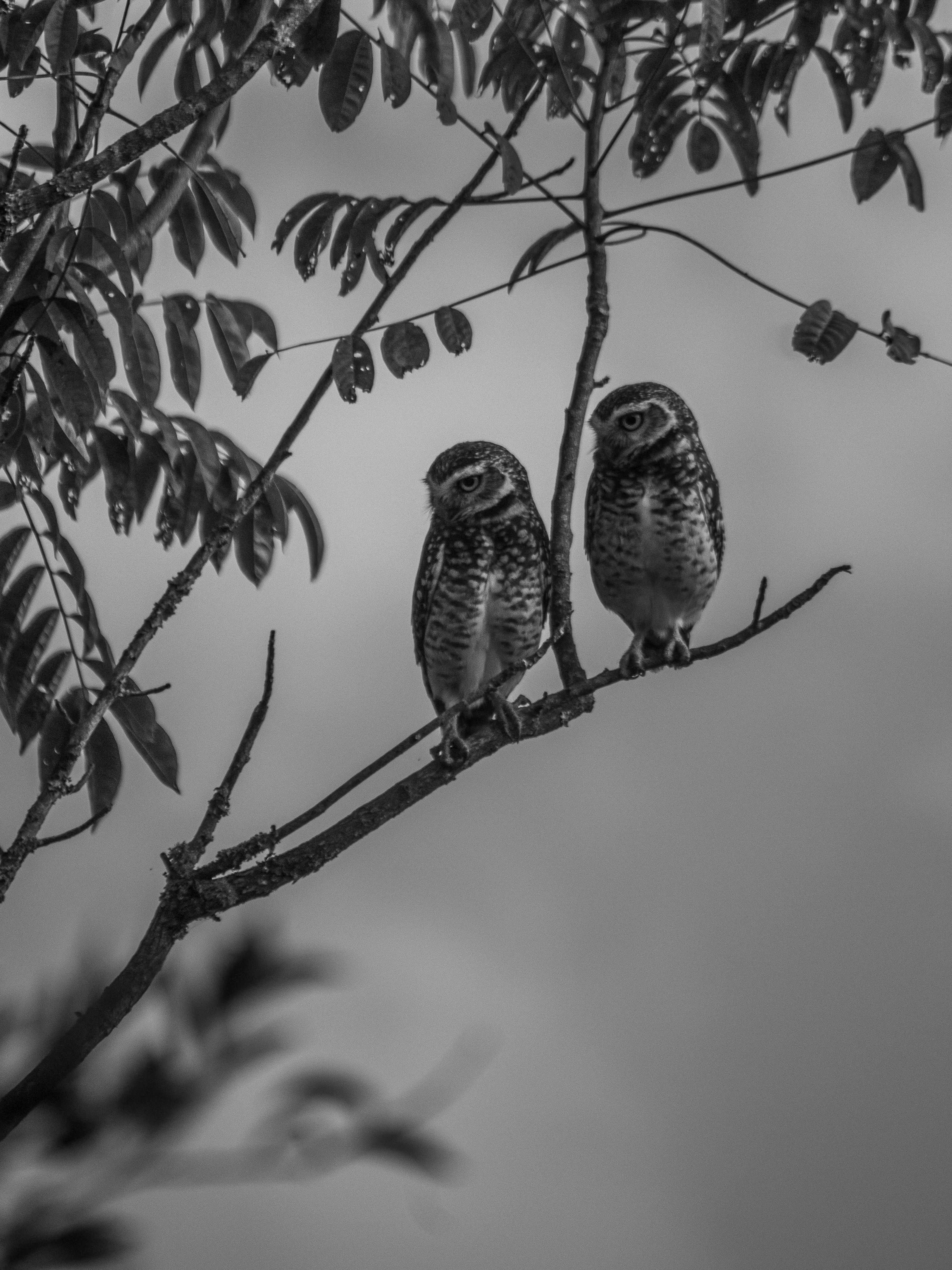 Two owls perched on a branch in black and white · Free Stock Photo