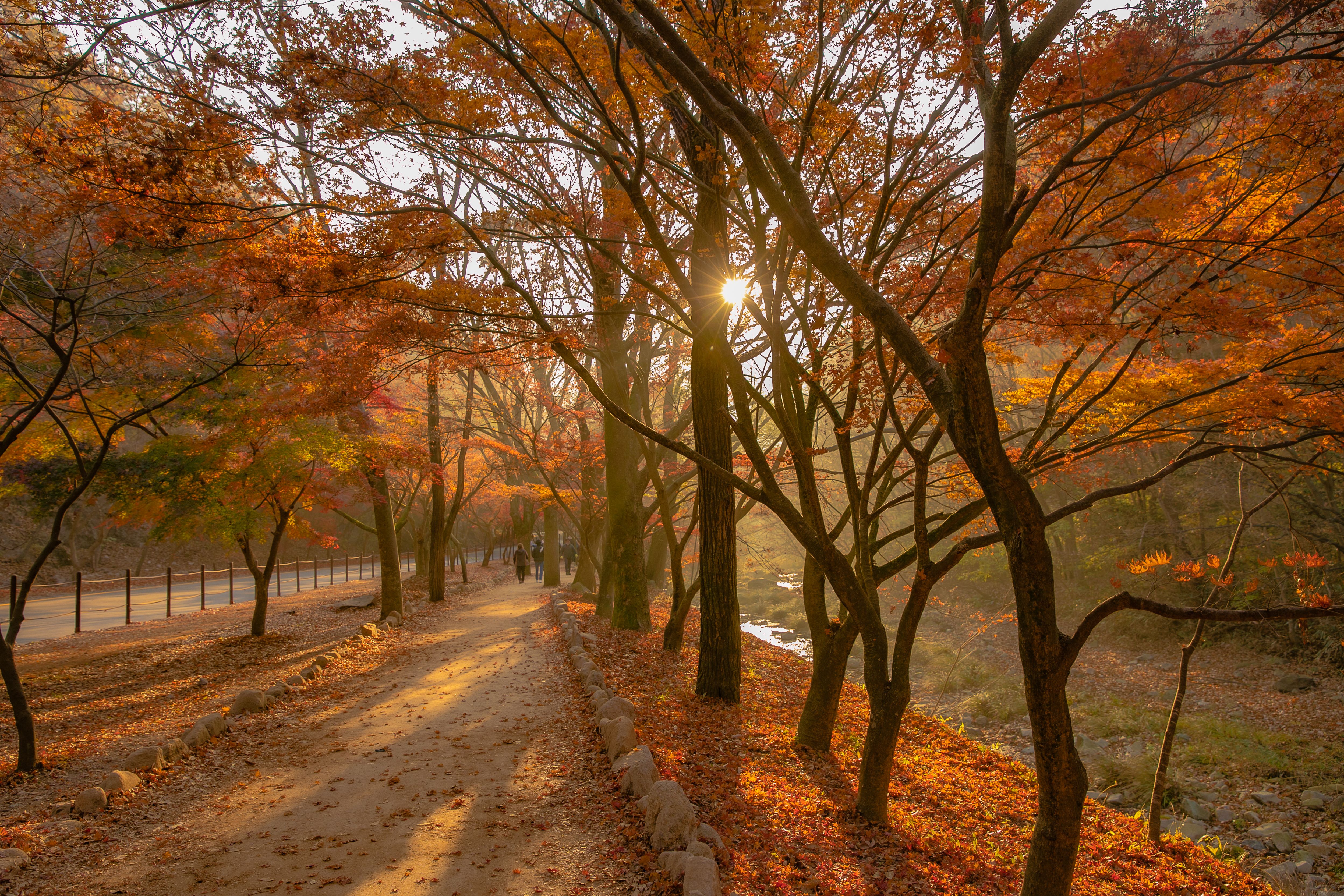 Scenic autumn pathway lined with vibrant maple trees and soft sunlight filtering through the leaves.