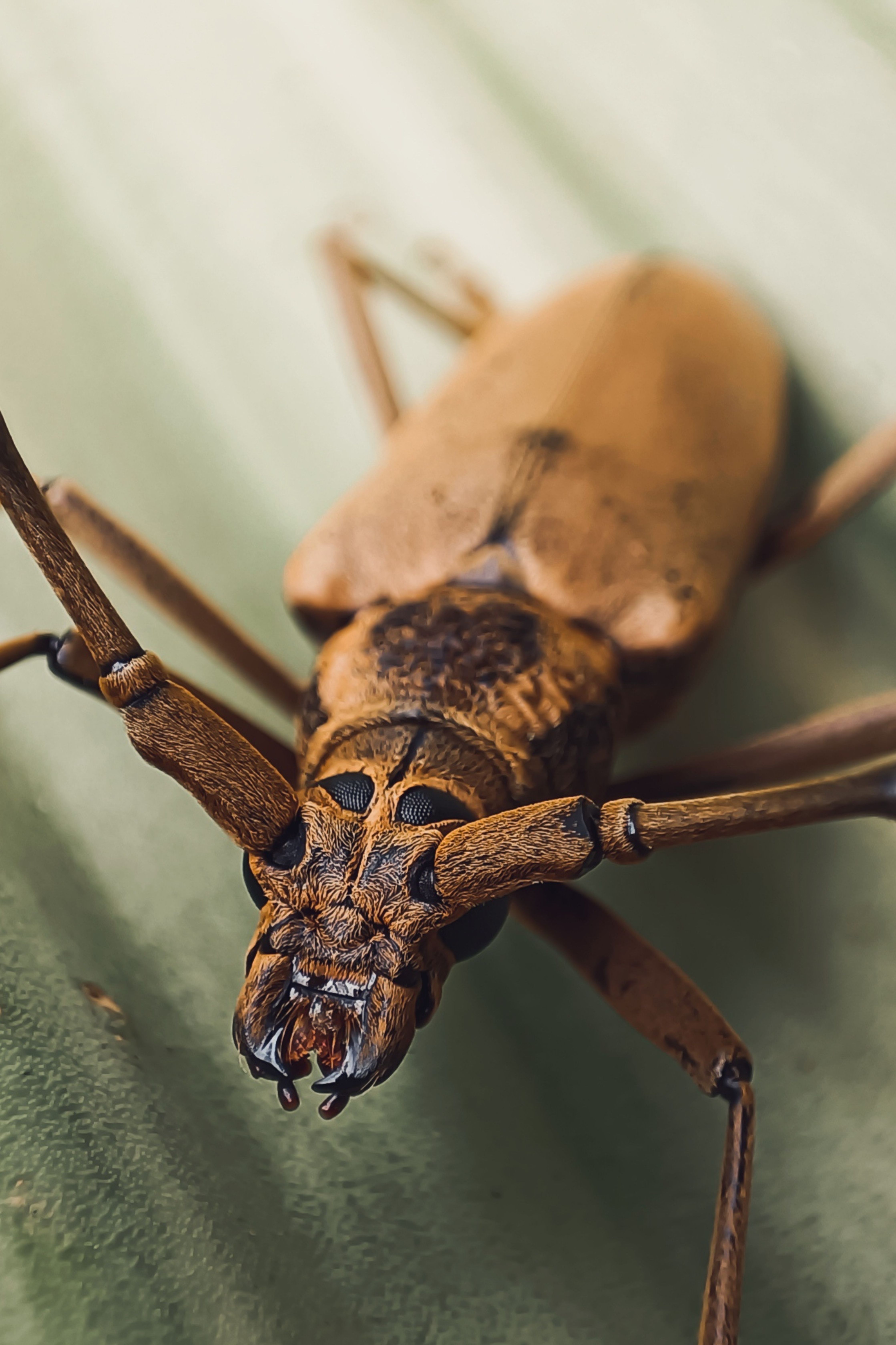 Detailed macro shot of a brown longhorn beetle on a leaf in a Malaysian rainforest.