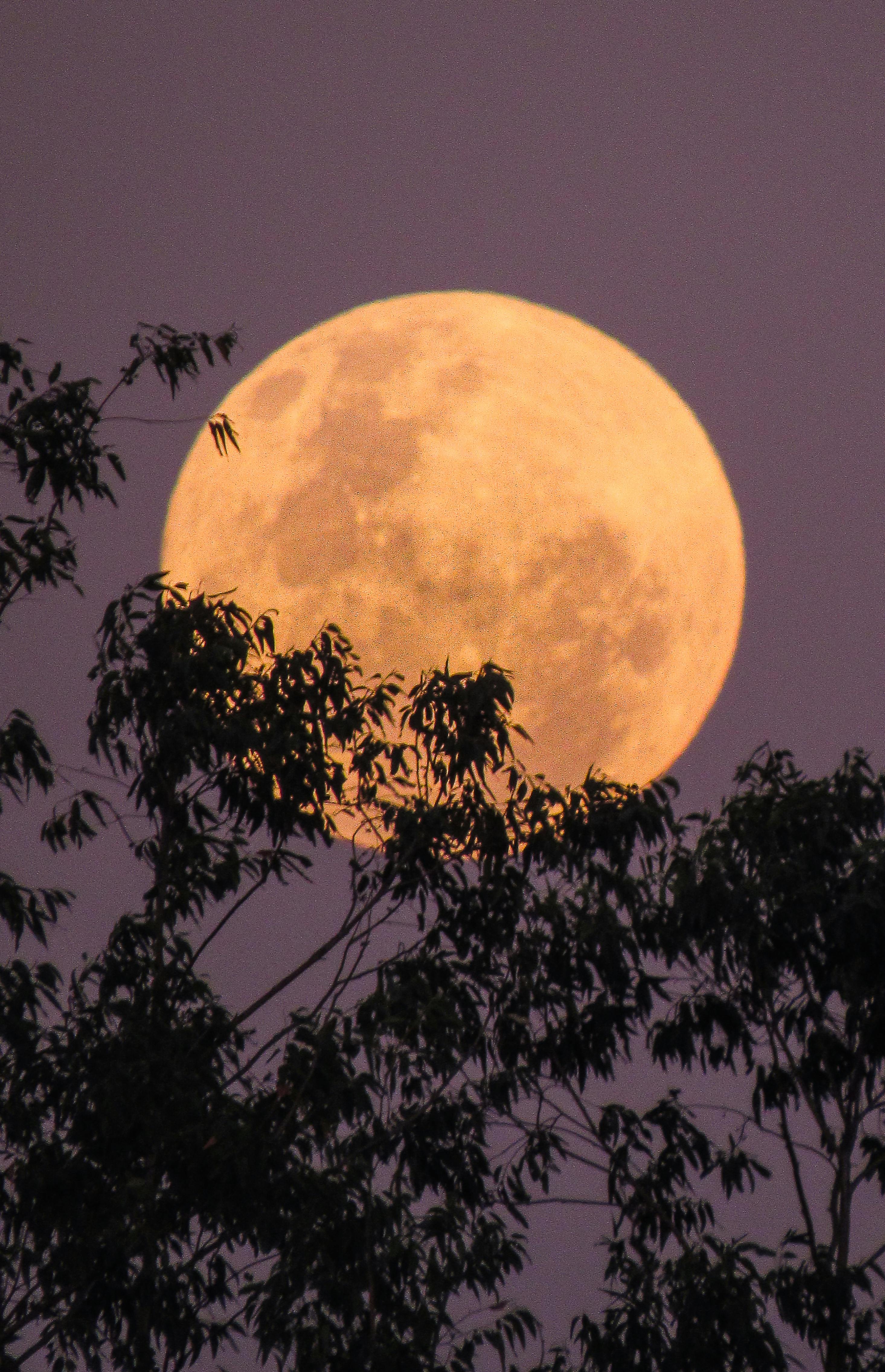 A vibrant full moon rises behind silhouetted tree branches at twilight, creating a dramatic landscape.