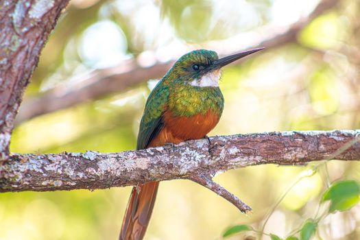bird photo