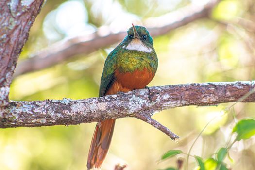 bird photo