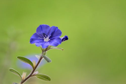 Free stock photo of background image, beautiful flowers, beauty in nature