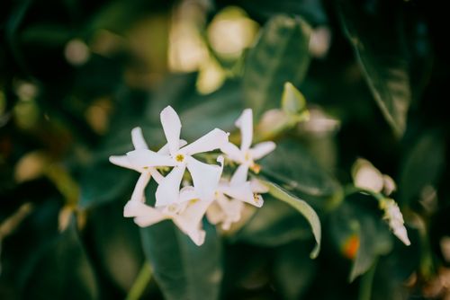 Free Jasmin étoilé Stock Photo