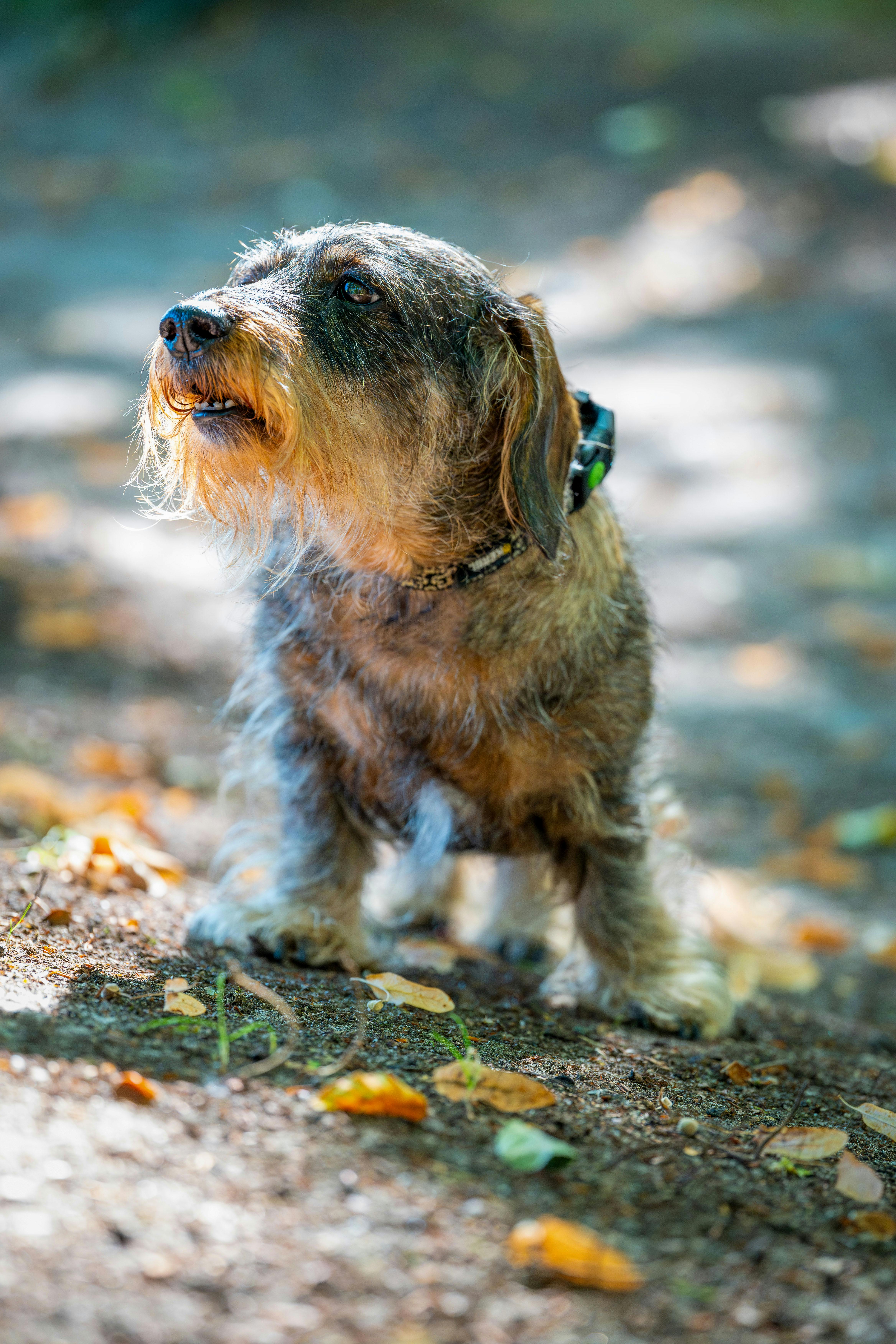 a small dog is standing on the ground in the woods