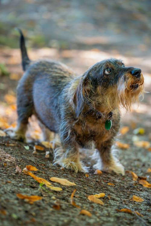 Free Cute dachshund with a green tag on an autumn day. Loyal, watchful, and playful pet portrait. Stock Photo