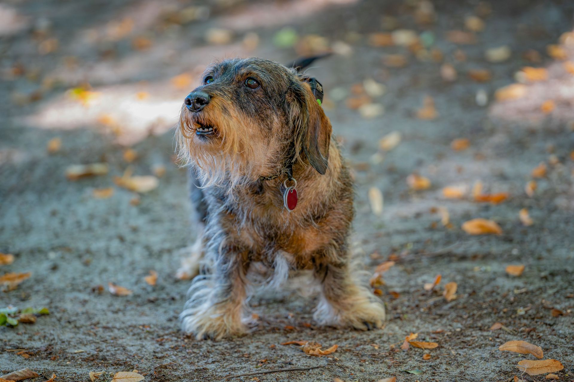 A small dog standing on the ground with leaves on the ground