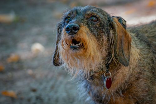 Free Charming portrait of a wire-haired dachshund with a curious expression and distinctive fluffy ears. Stock Photo