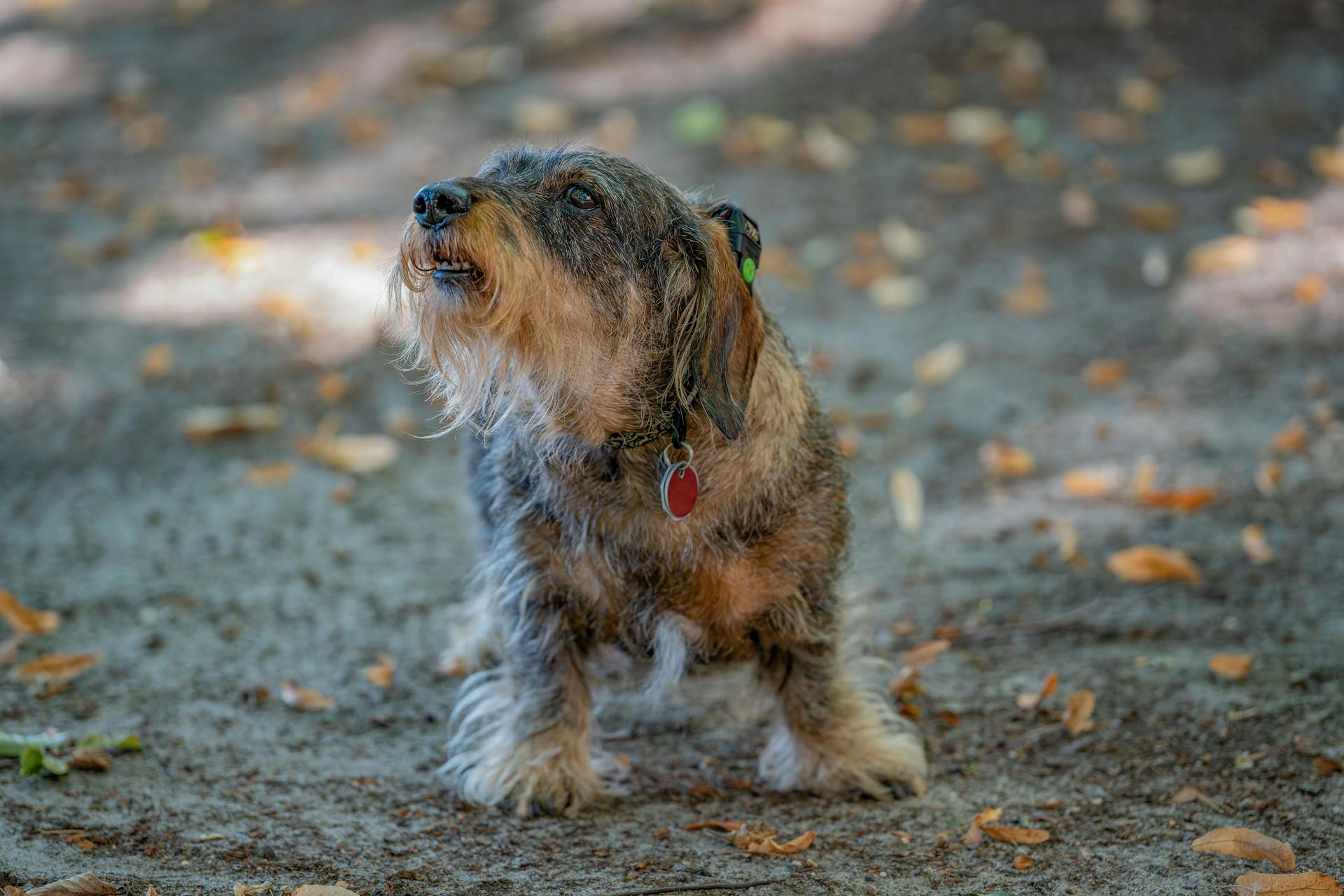 A small dog is standing on the ground