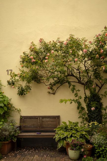 Beautiful garden with a wooden bench under a climbing rose bush. Ideal for peaceful outdoor retreats in Lübeck, Germany.