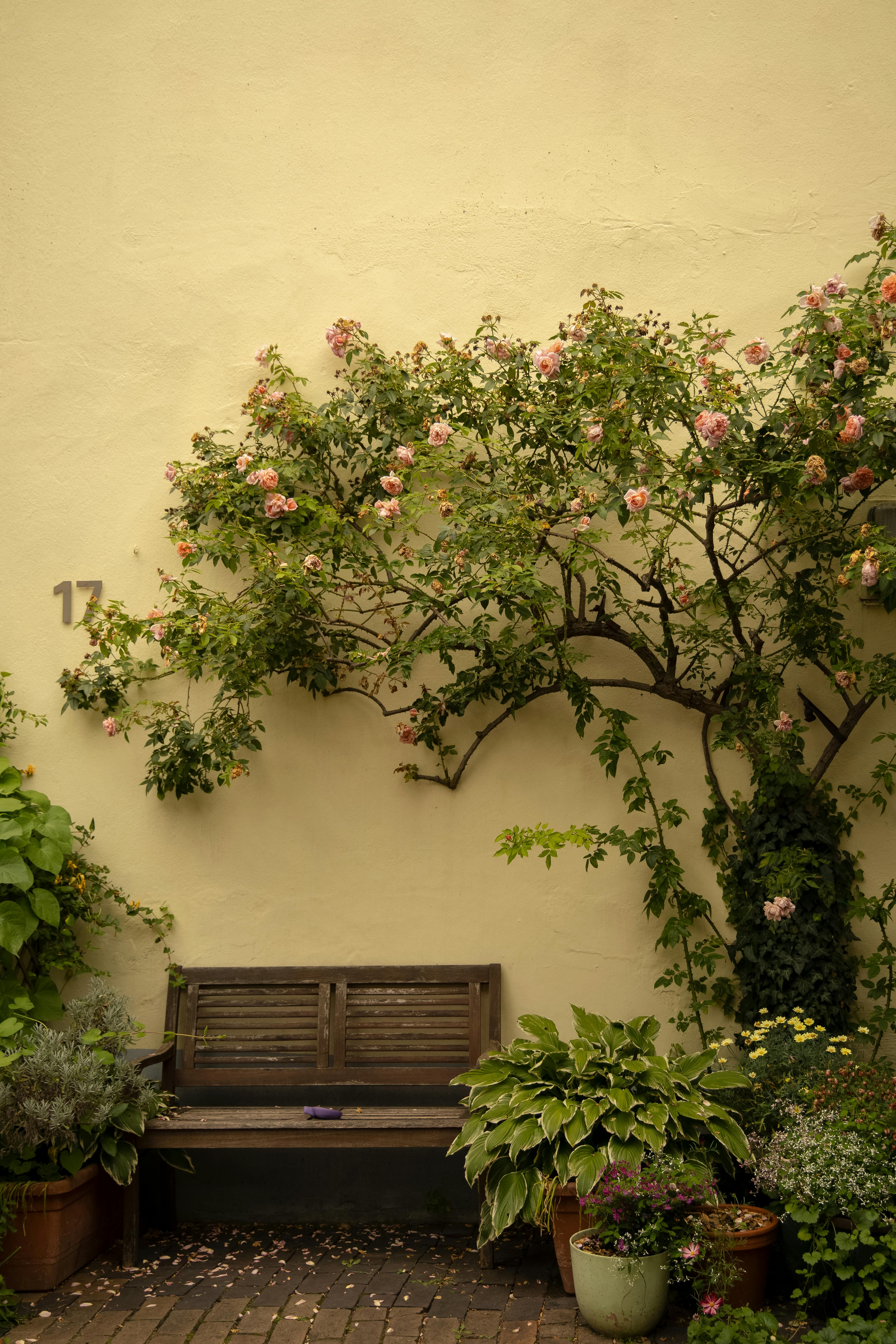 Gratuit Imagine de stoc gratuită din @în aer liber, alpinismul a crescut, amenajat Fotografie de stoc