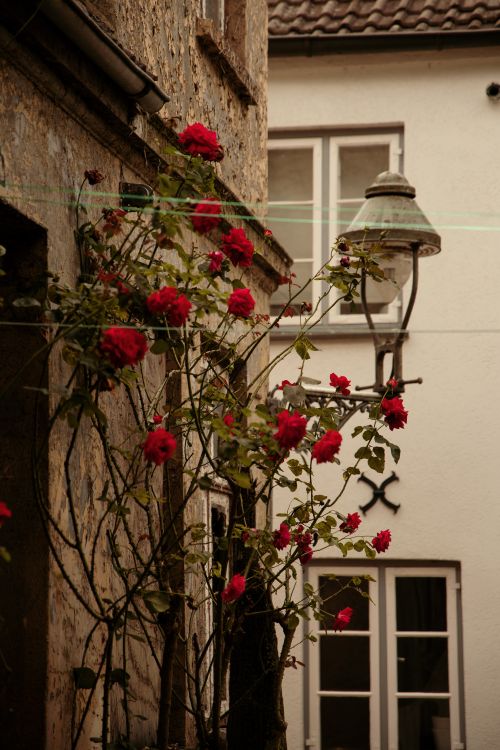 Free Romantic view of a rose-clad wall and vintage lantern in the historic streets of Lübeck, Germany. Stock Photo