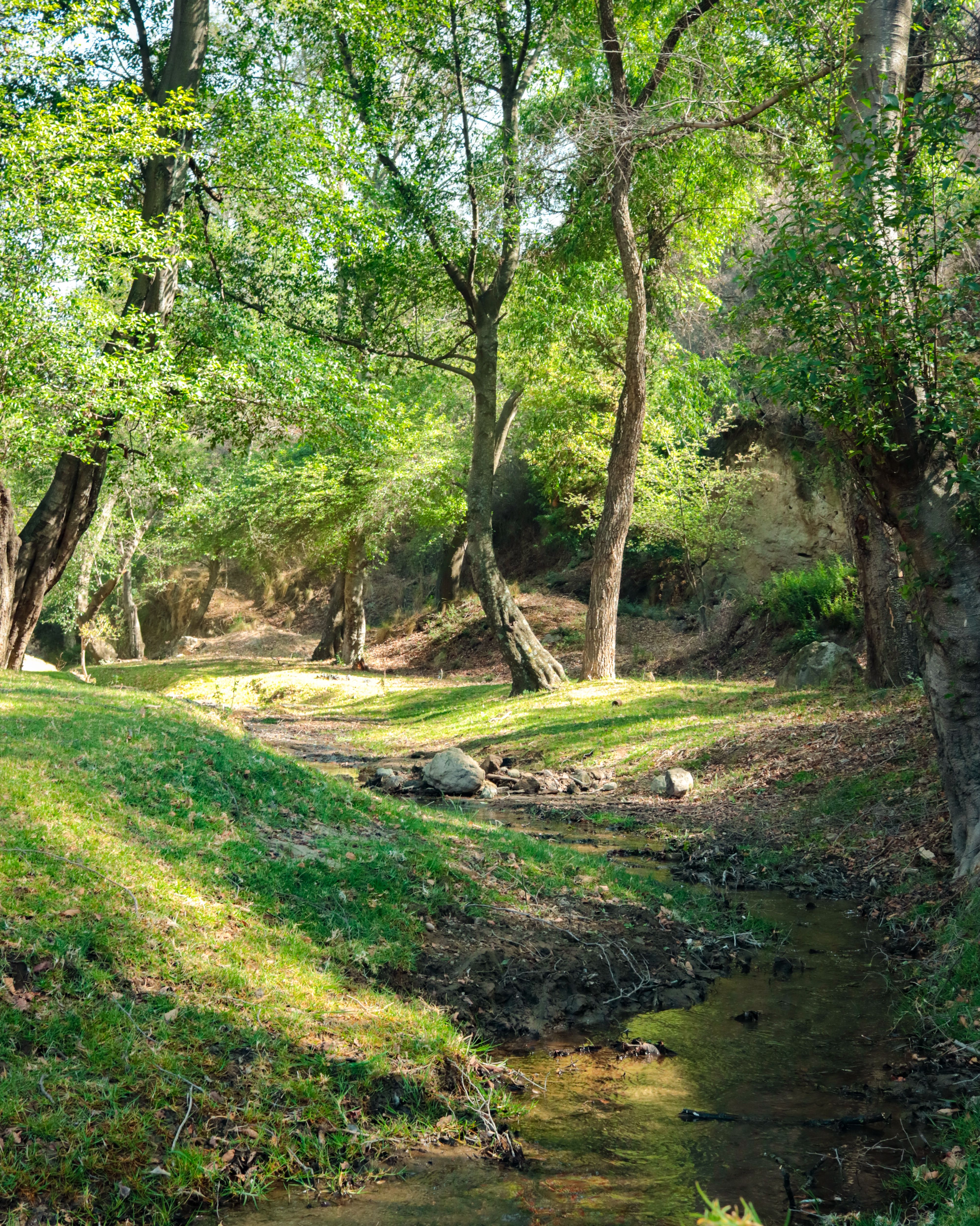Tranquil forest scene with a stream and lush greenery in San Esteban Tizatlán, Tlaxcala, México.
