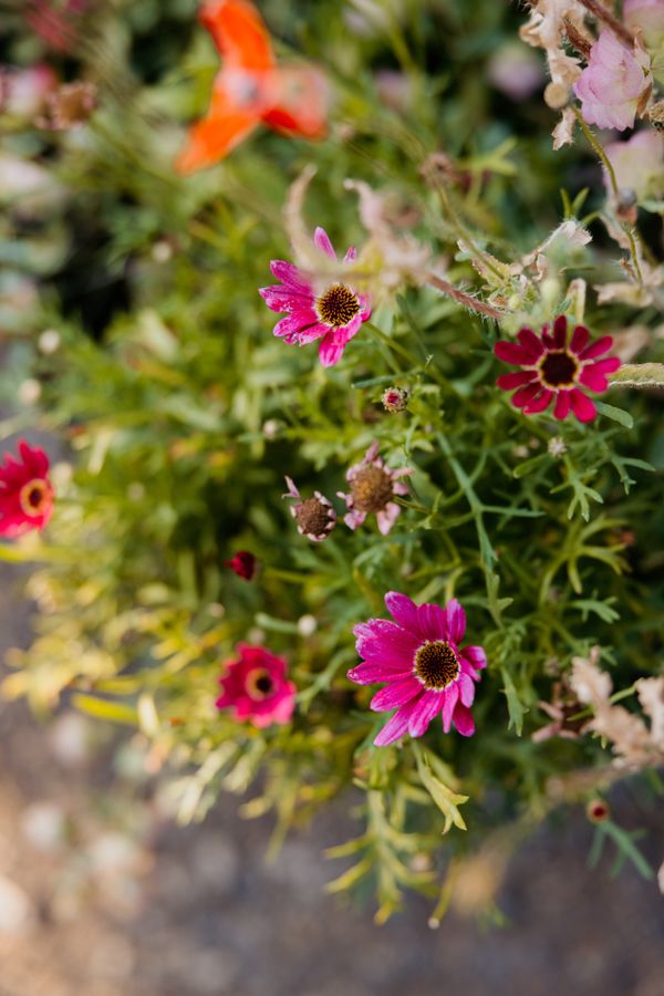 Flower pot with pink and red flowers close up