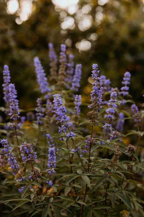 Free Beautiful lavender flowers blooming in a serene garden during summer, perfect for aromatherapy visuals. Stock Photo