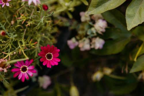 Free Close-up of vivid pink flowers in a lush green garden, capturing summer's essence. Stock Photo