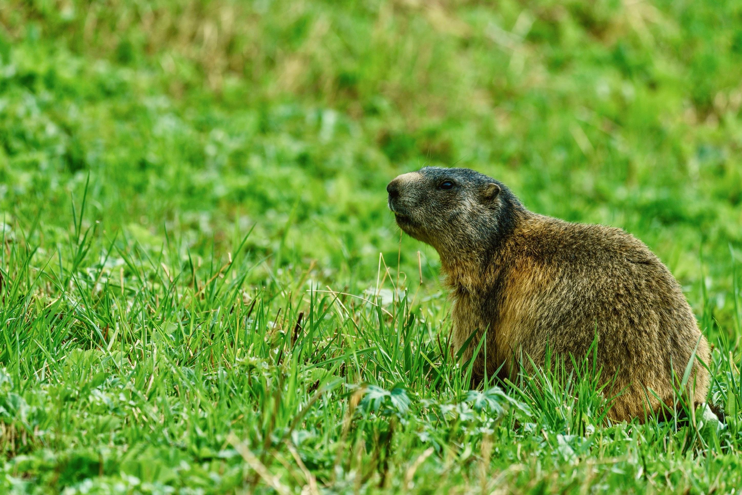A groundhog is sitting in the grass