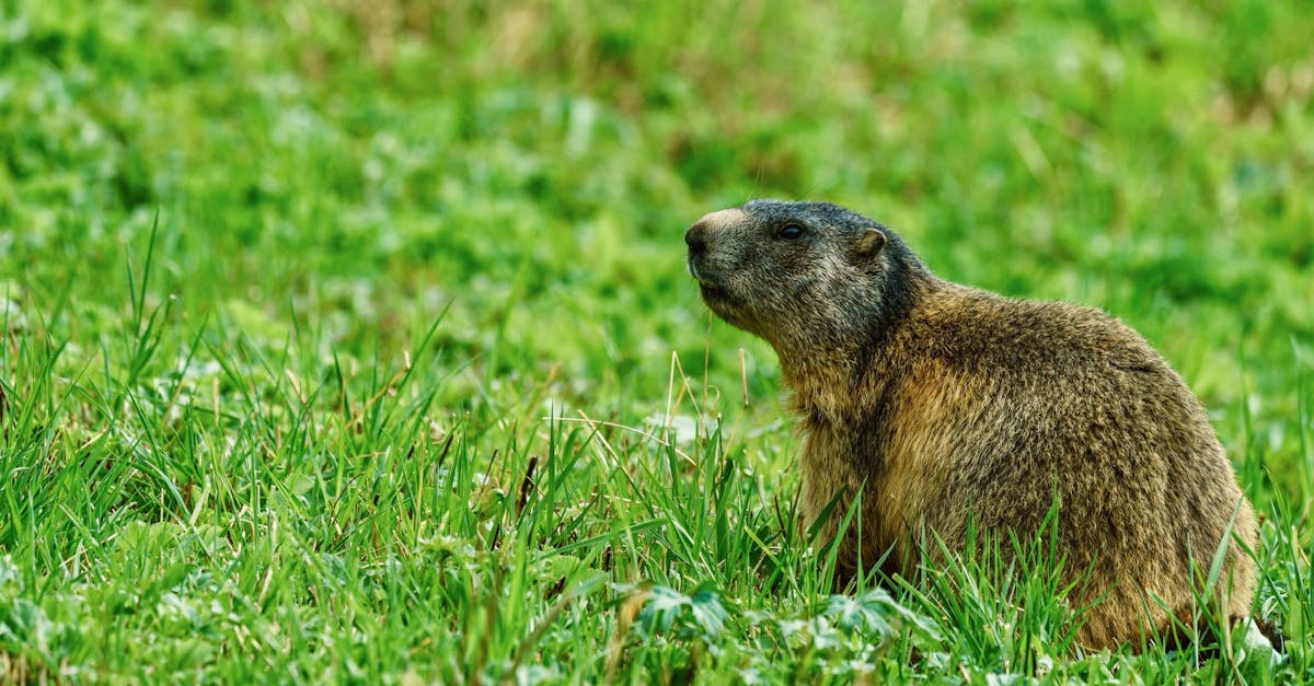 A groundhog is sitting in the grass