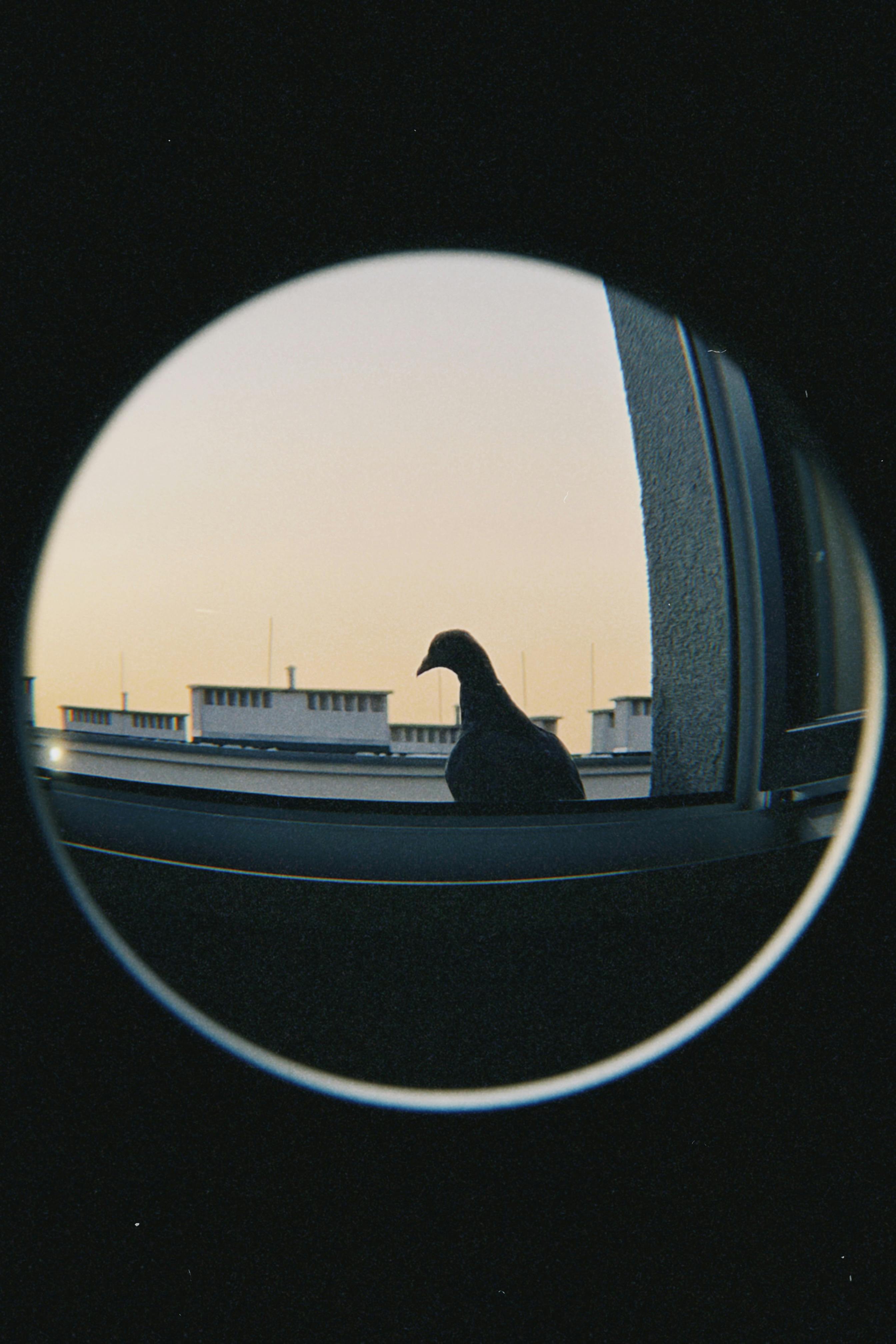 A pigeon sits on a windowsill overlooking Poznań cityscape at sunset, captured through a fisheye lens.