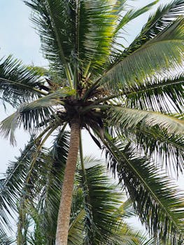 Isla Coco o Coco Island