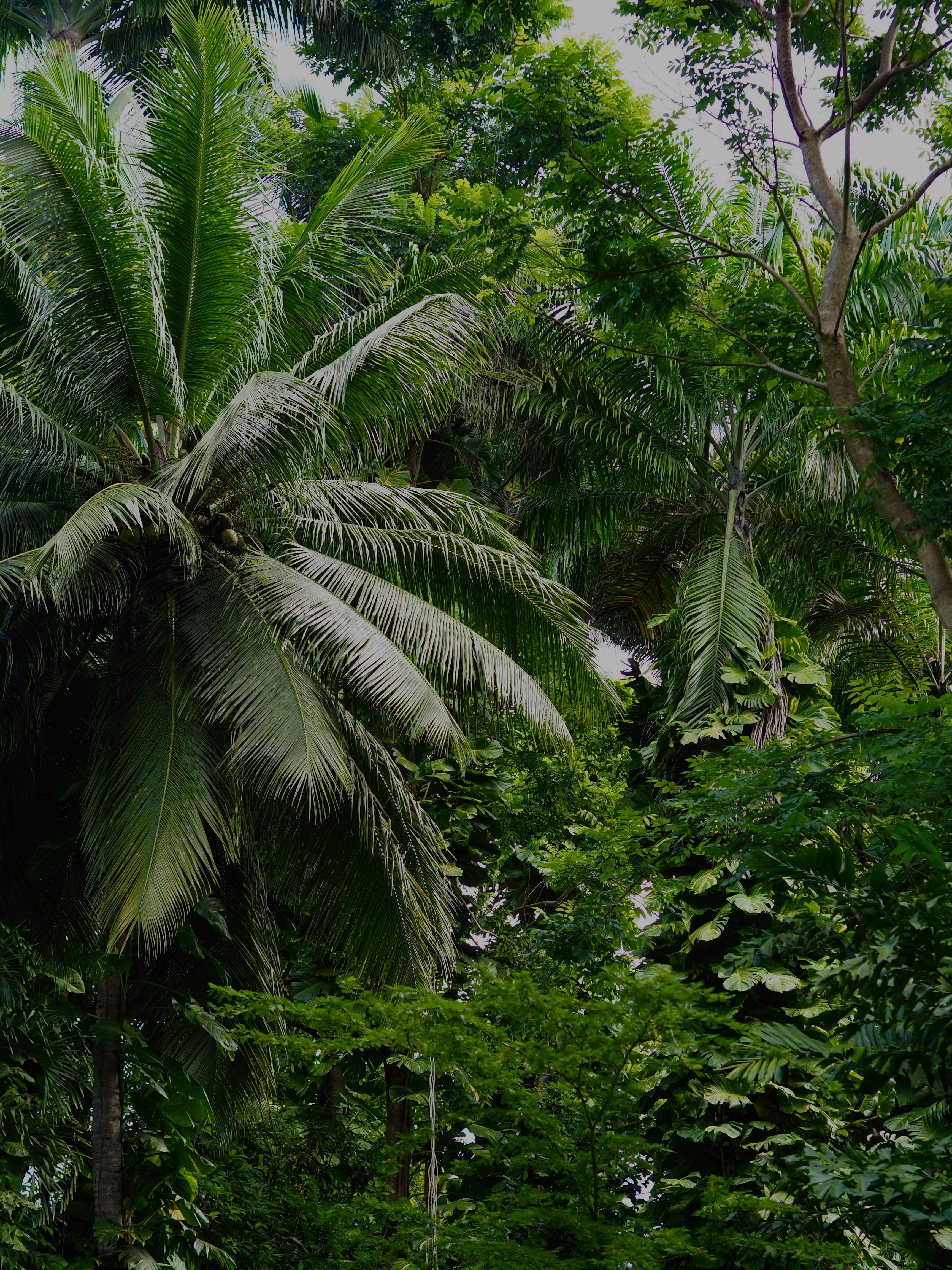 tropical forest