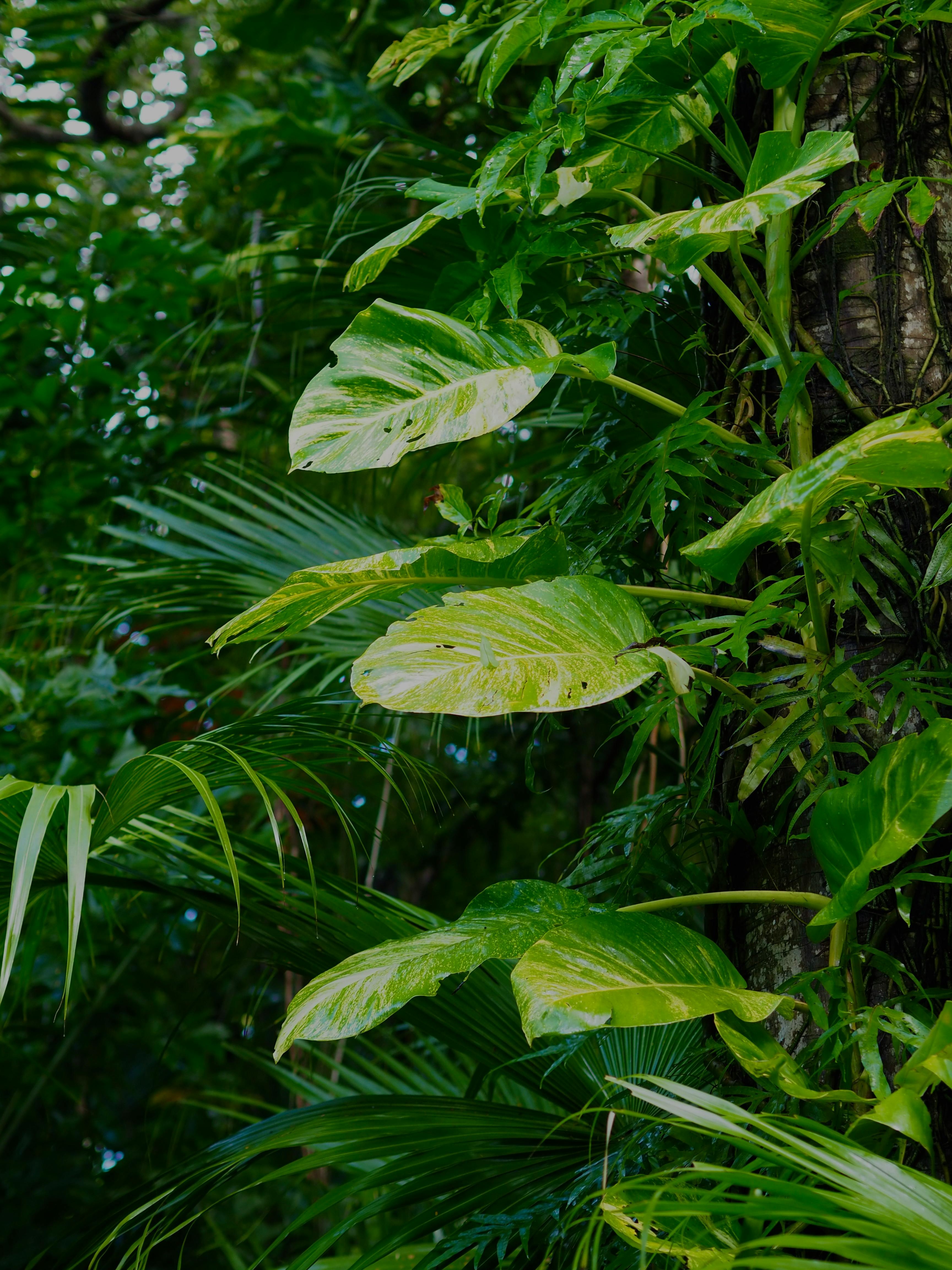 leaves in a tropical forest