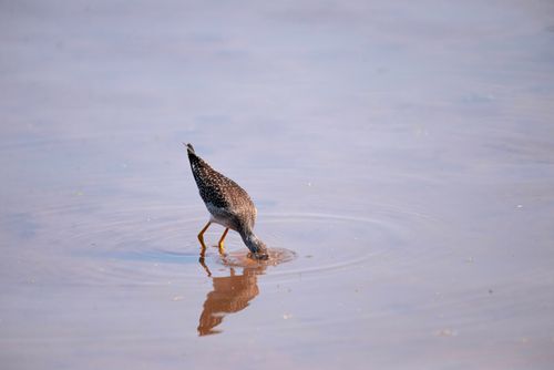 Free A bird wading in shallow water, creating ripples with a visible reflection. Stock Photo