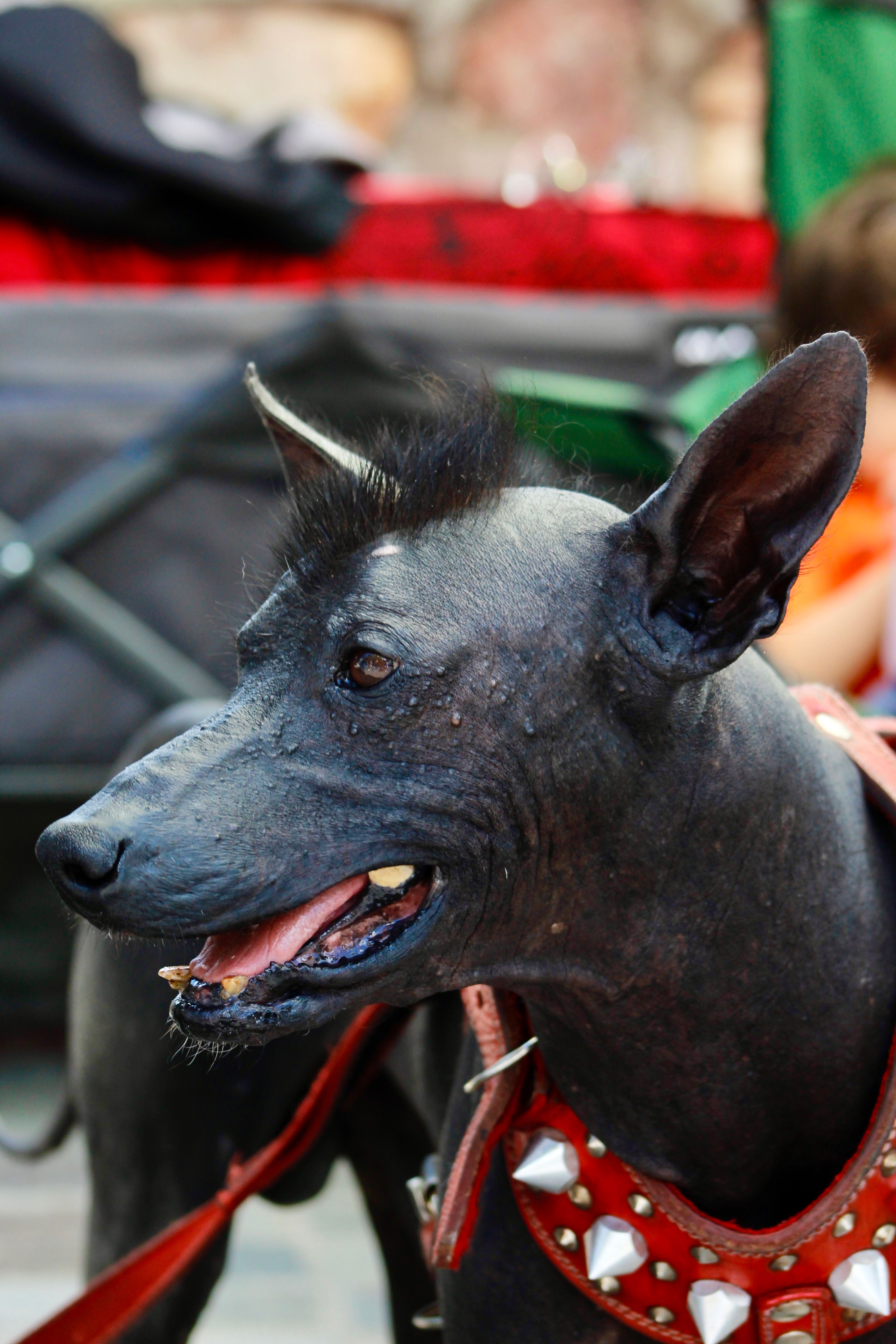Close-up of a Xoloitzcuintli dog in a vibrant street festival setting.