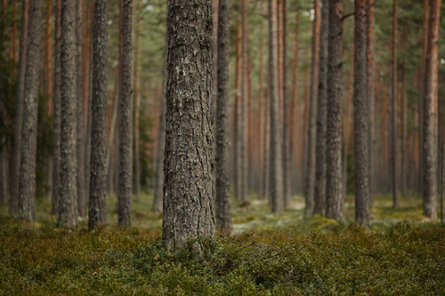 Free A serene view of a dense pine forest with tall trees, perfect for nature backgrounds. Stock Photo