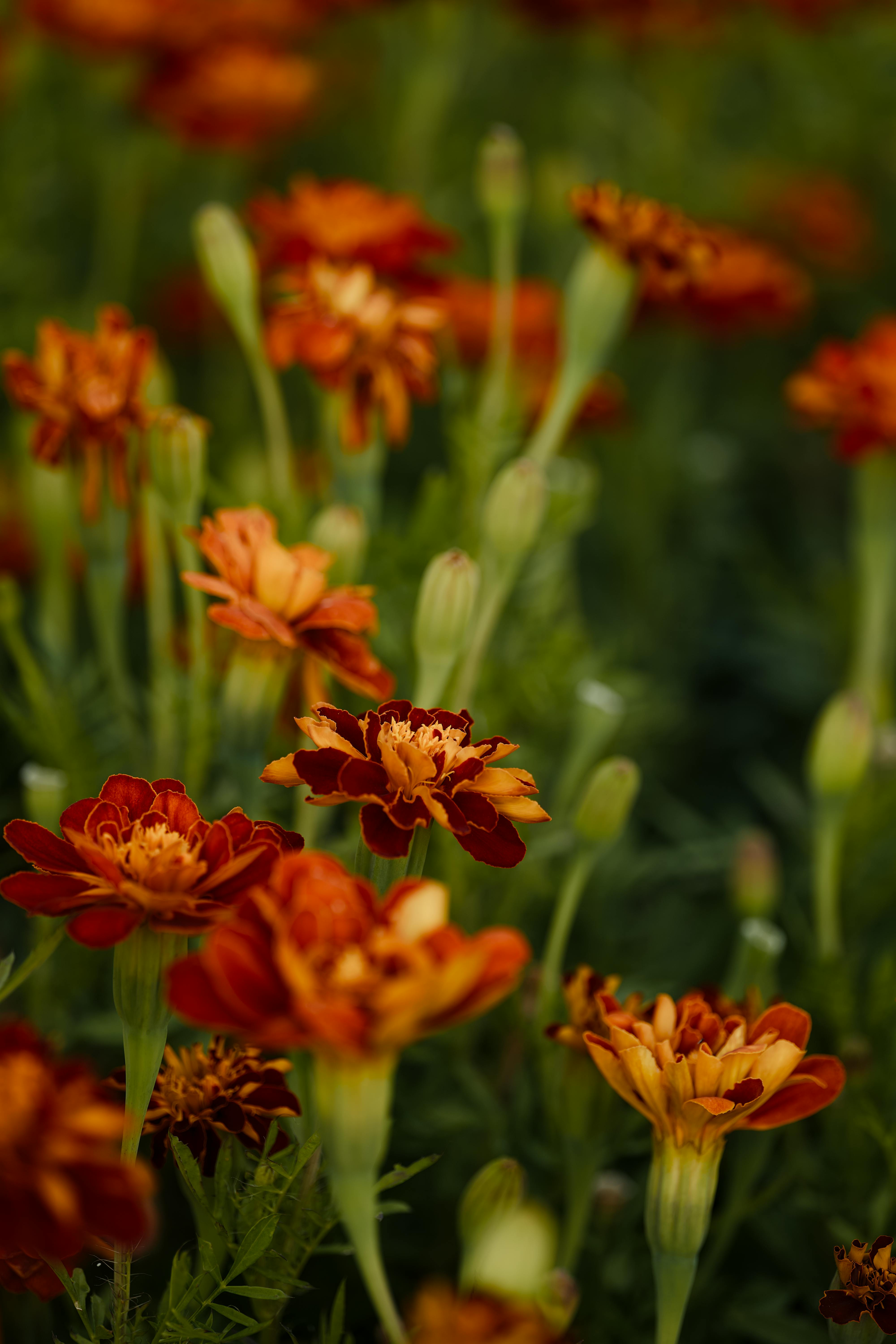 orange and yellow flowers in a field