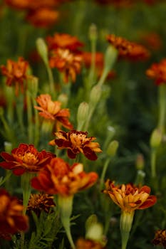 Capture of vibrant marigolds blooming outdoors. Perfect for summer-themed designs.