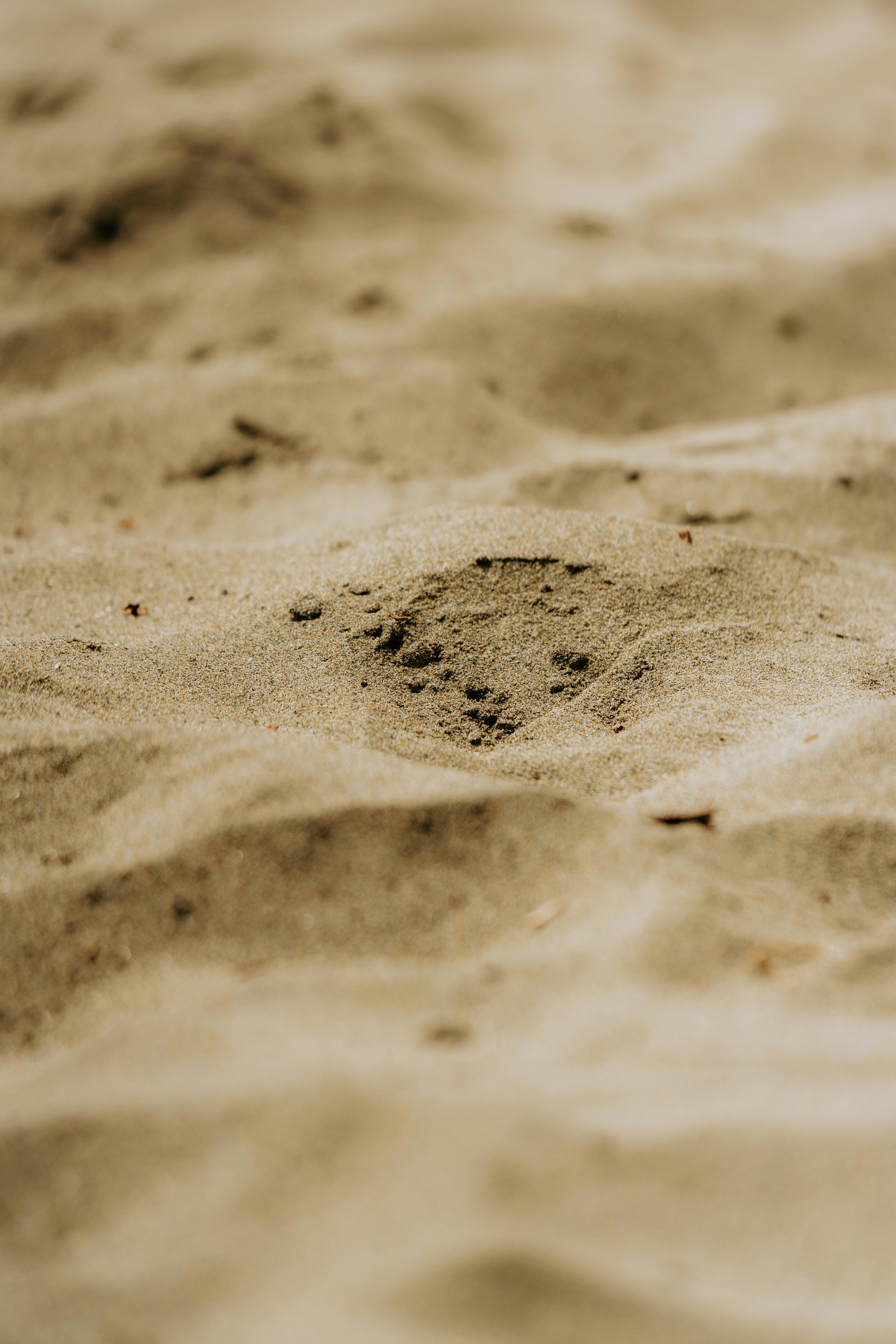 a small bird is sitting on the sand