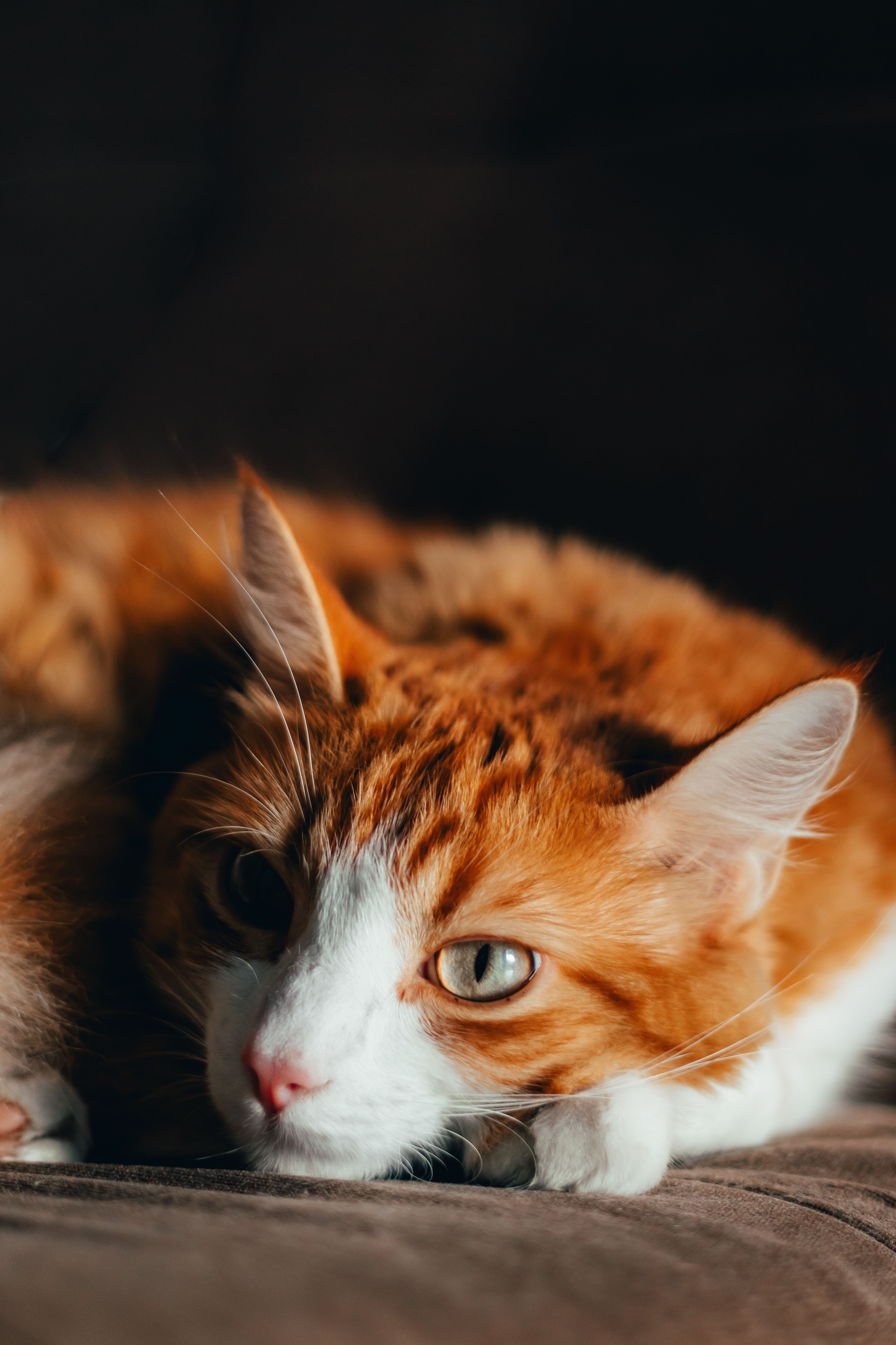 A cat laying on a couch with its eyes closed · Free Stock Photo