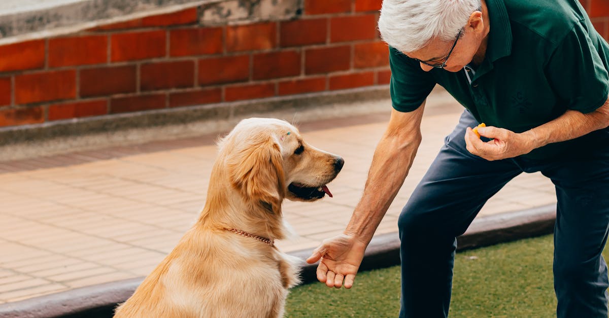 An older man petting a dog on a grassy area