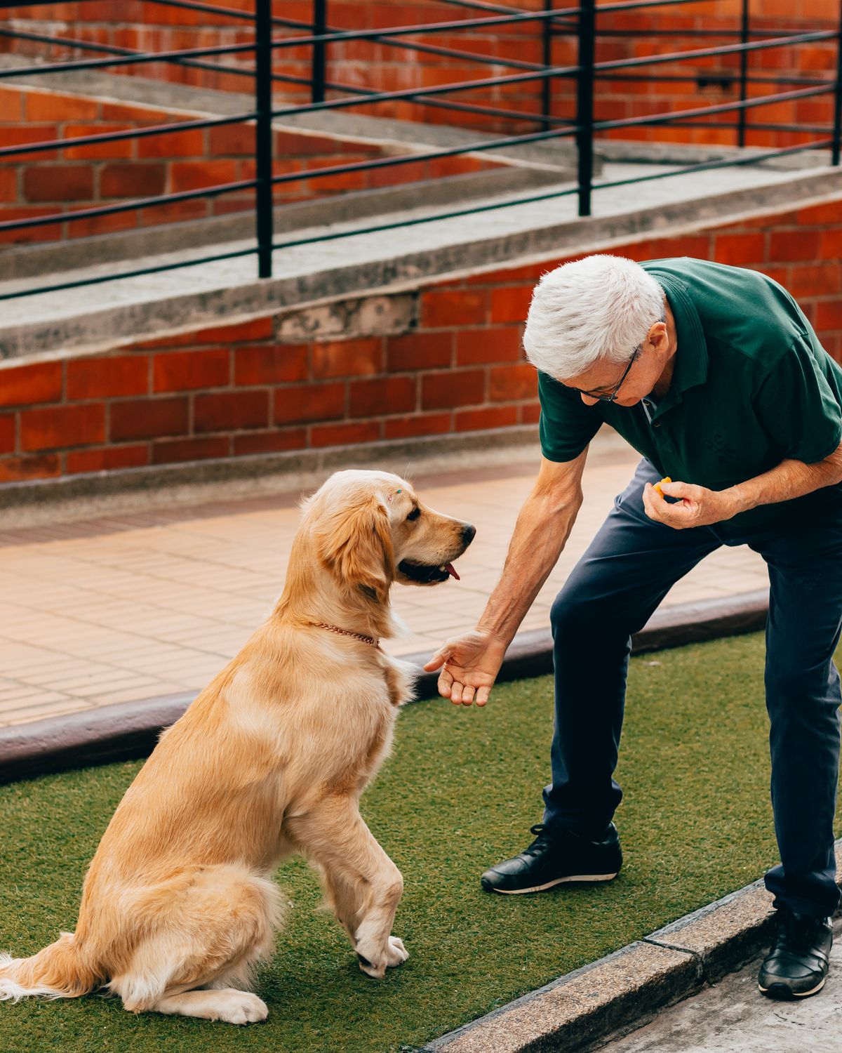 Dog owner gently bonding with their aging dog at home