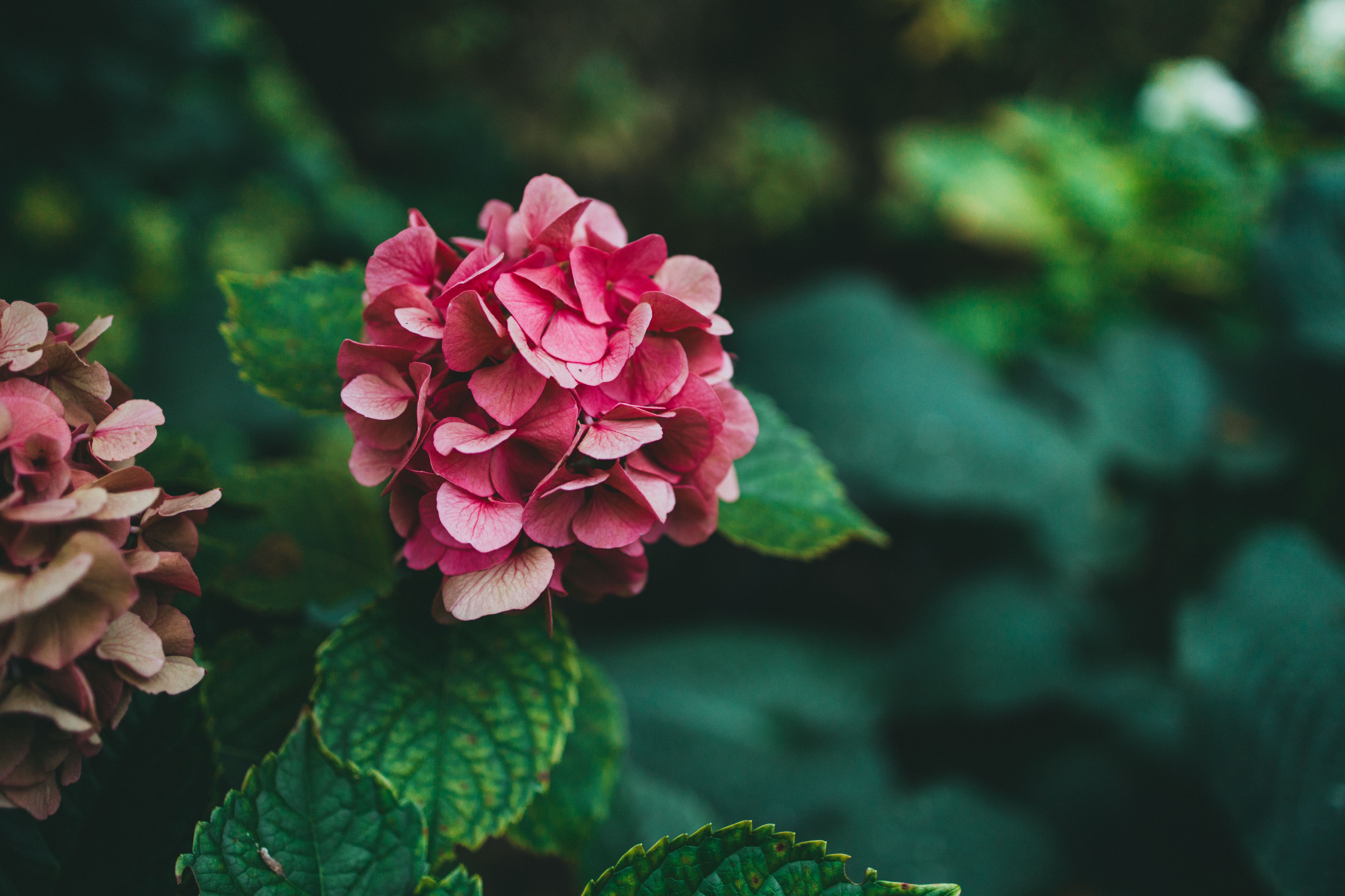 A close up of a pink flower with green leaves · Free Stock Photo