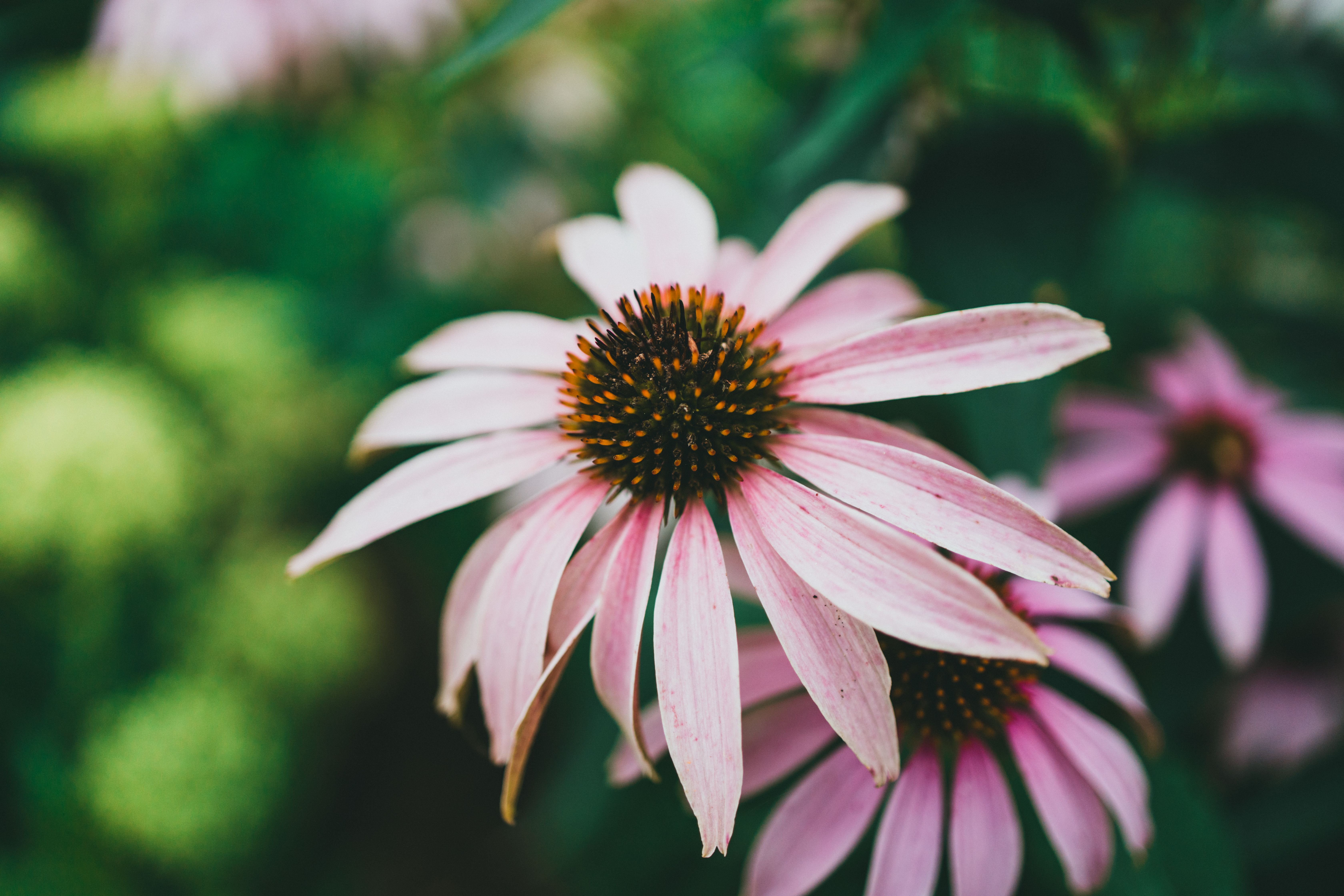 Echinacea : Bienfaits Immunité et Posologie