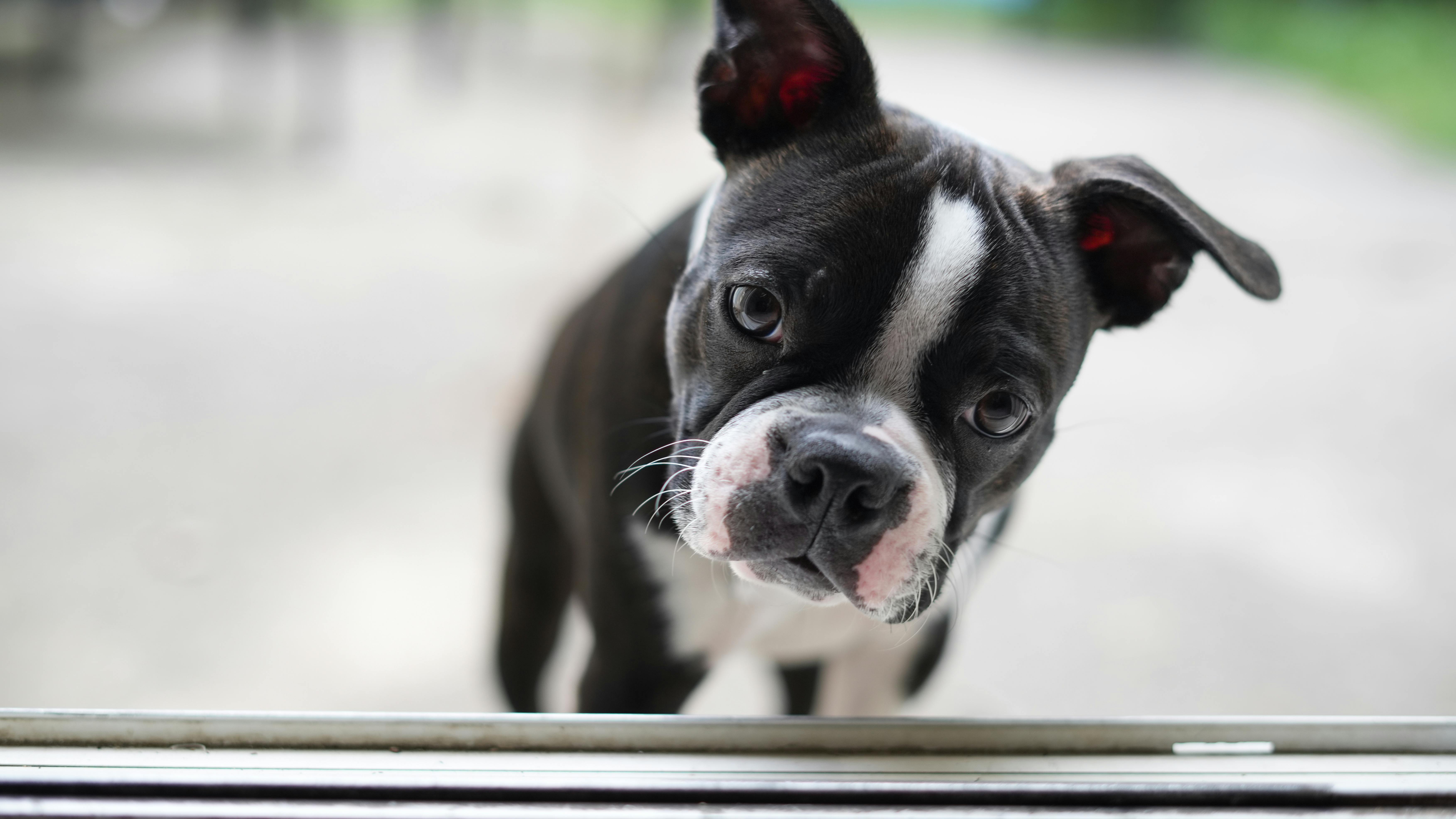 Boston terrier puppy