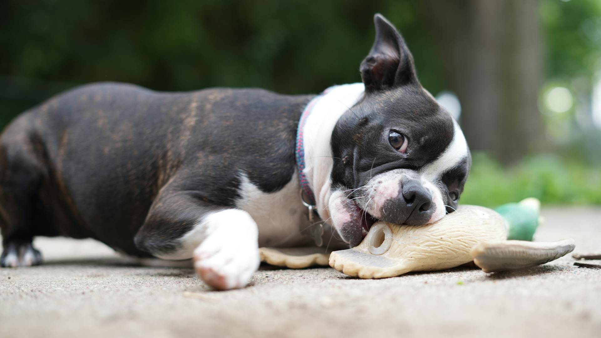 Boston terrier puppy