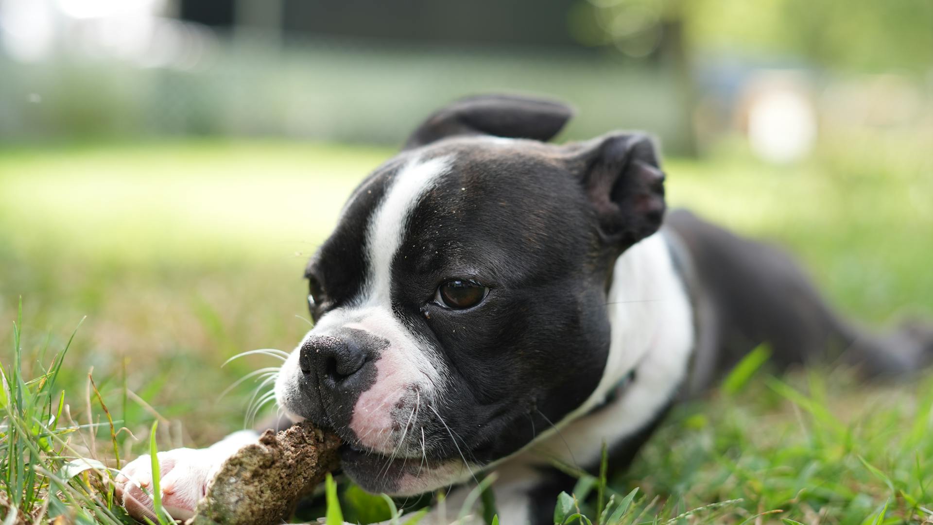 Boston terrier puppy