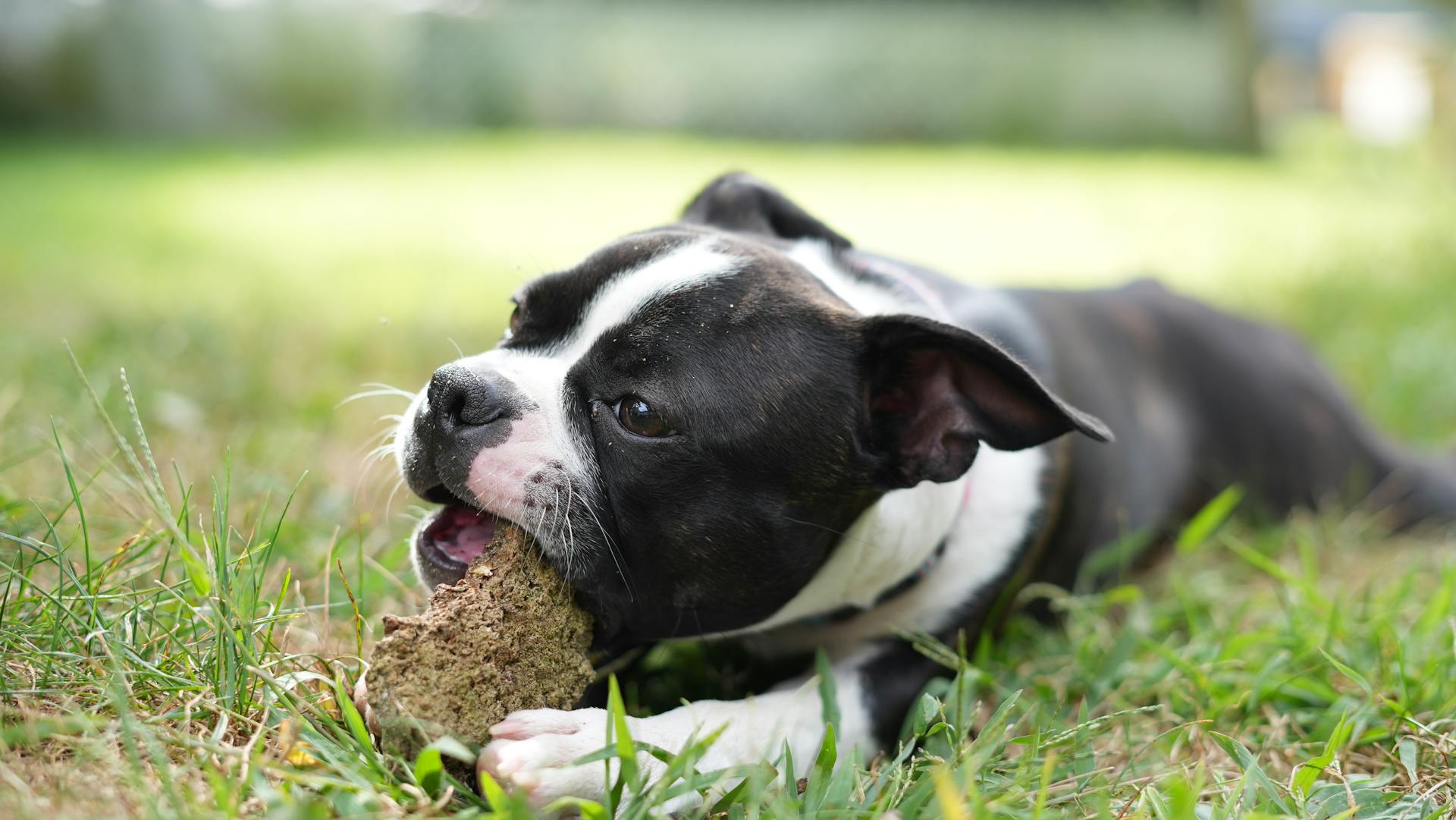 Boston terrier puppy