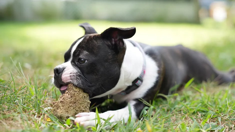 calming chews