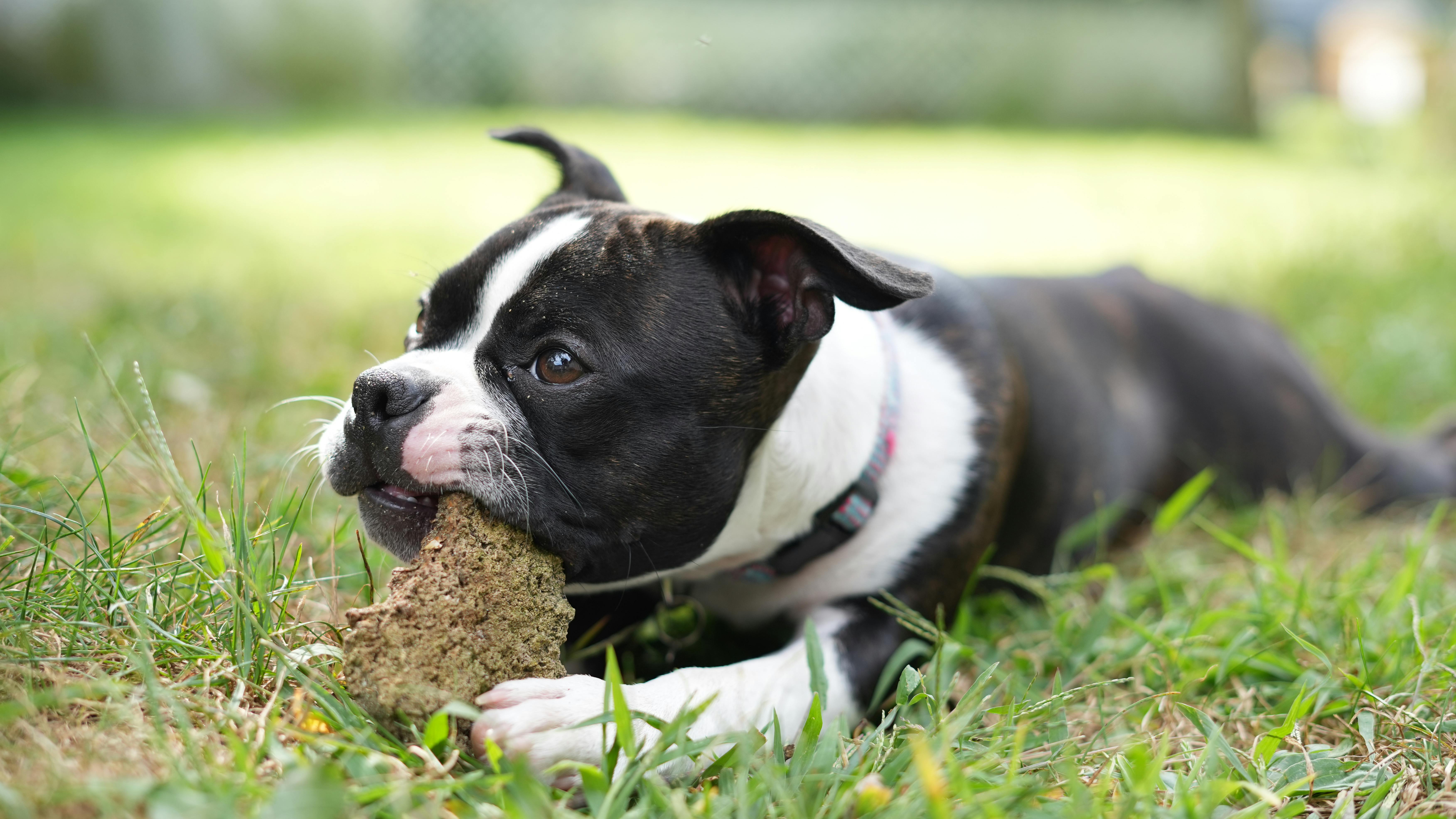 Boston terrier puppy