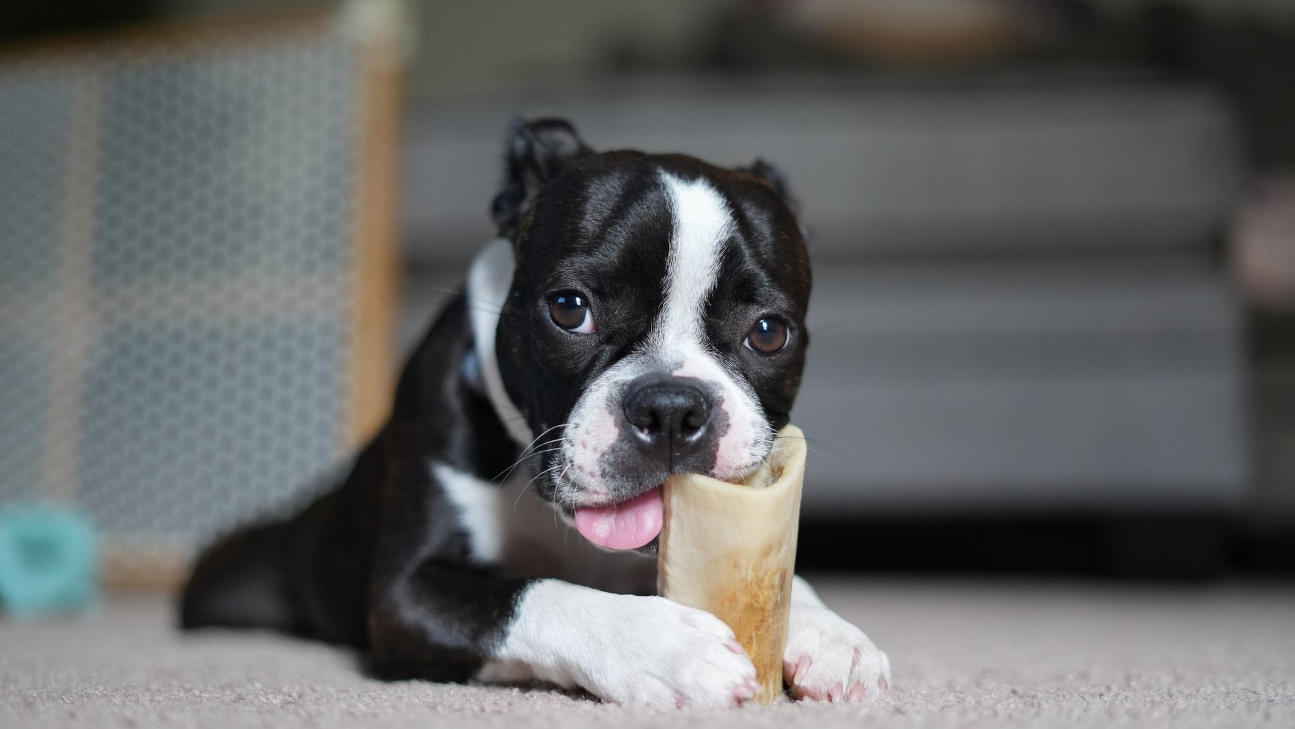 Adorable Boston Terrier puppy chewing on a bone indoors, showcasing its cute and playful nature.