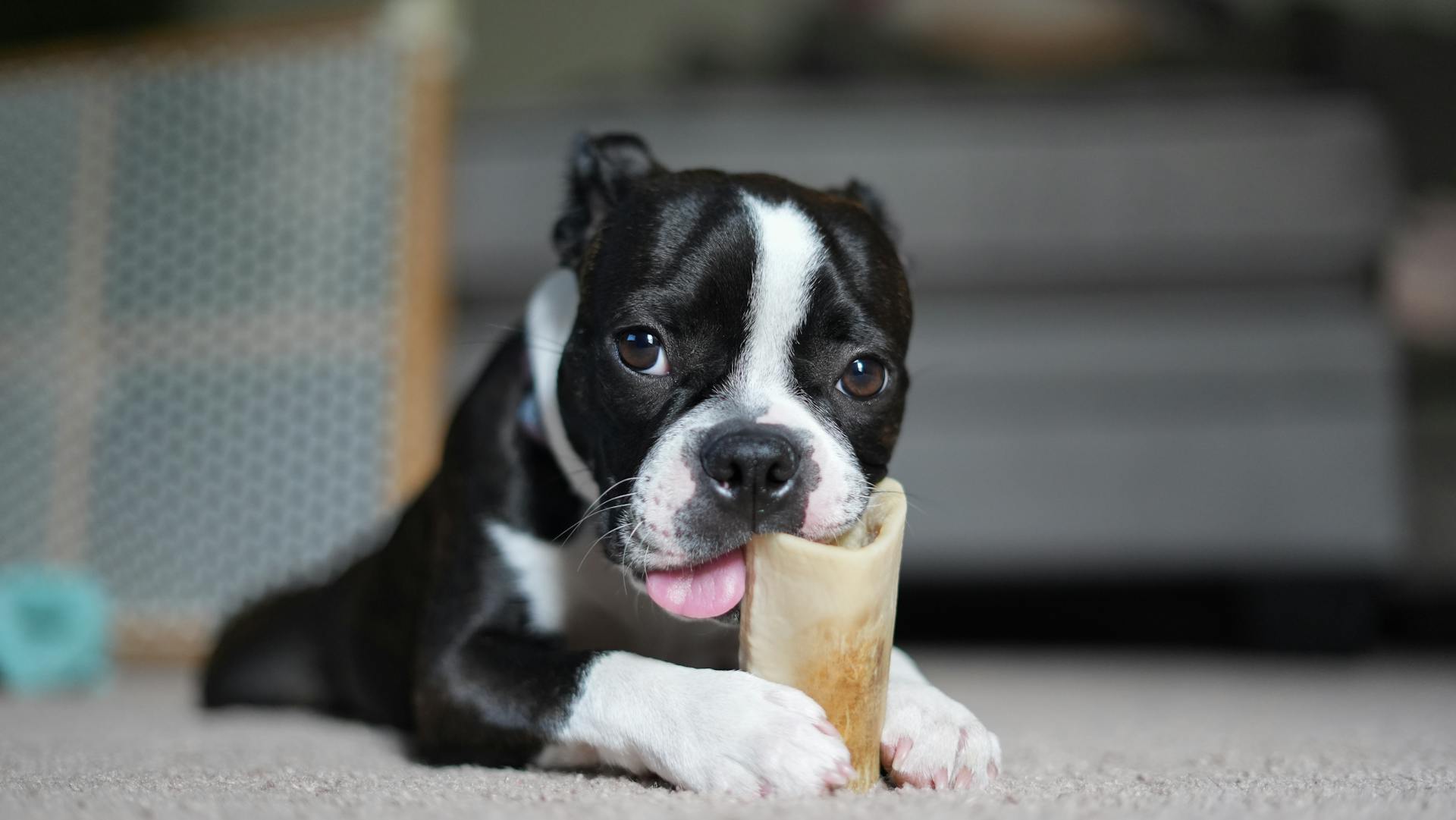 Boston terrier puppy