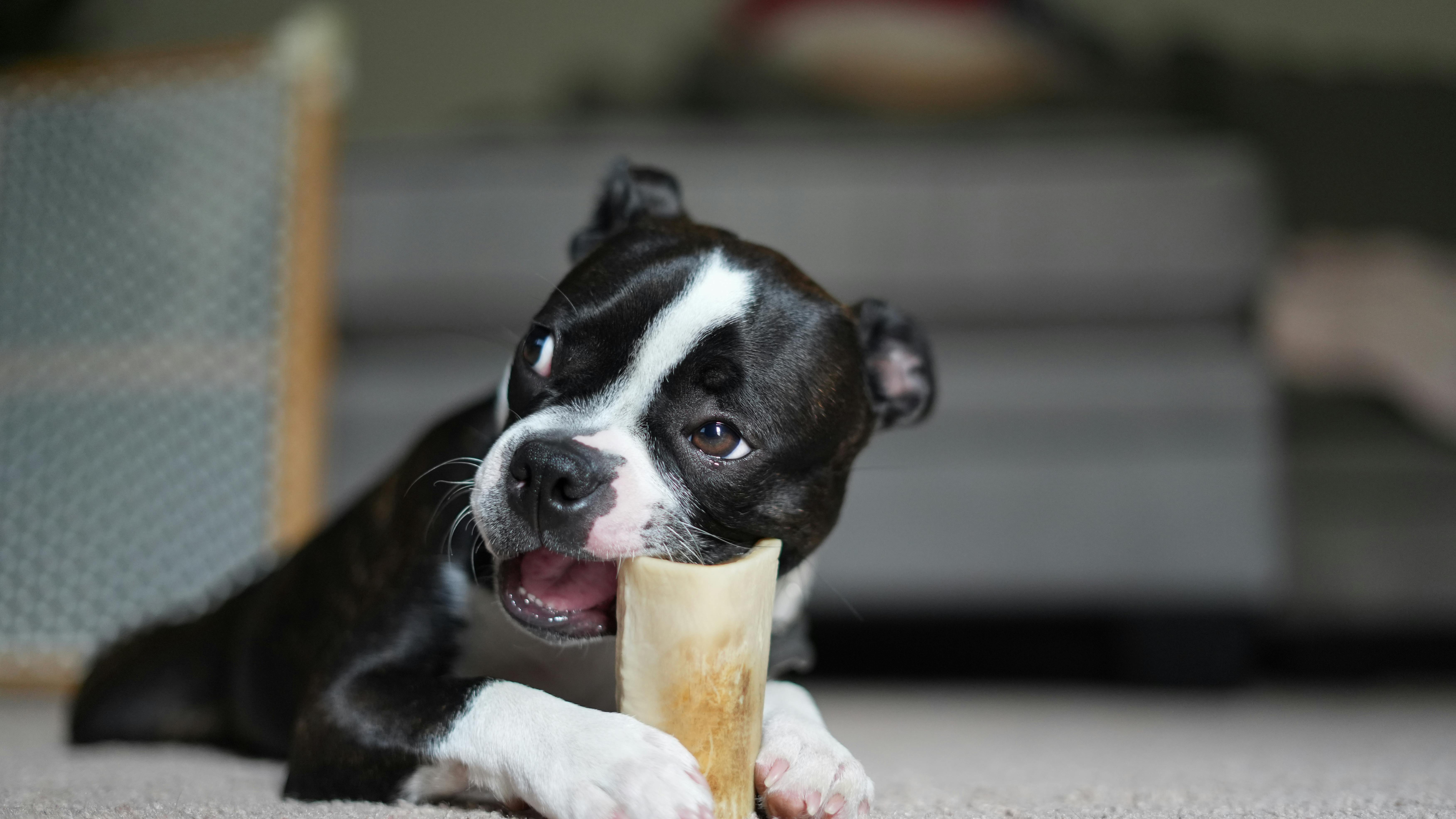 Free Boston terrier puppy Stock Photo