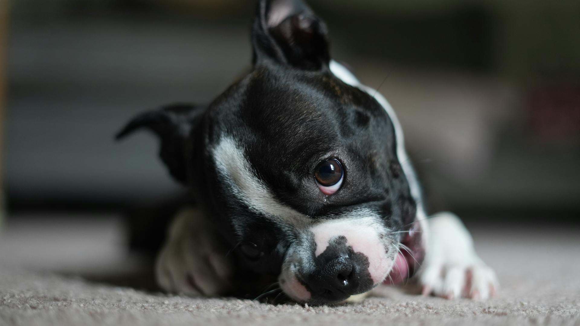 Boston terrier puppy